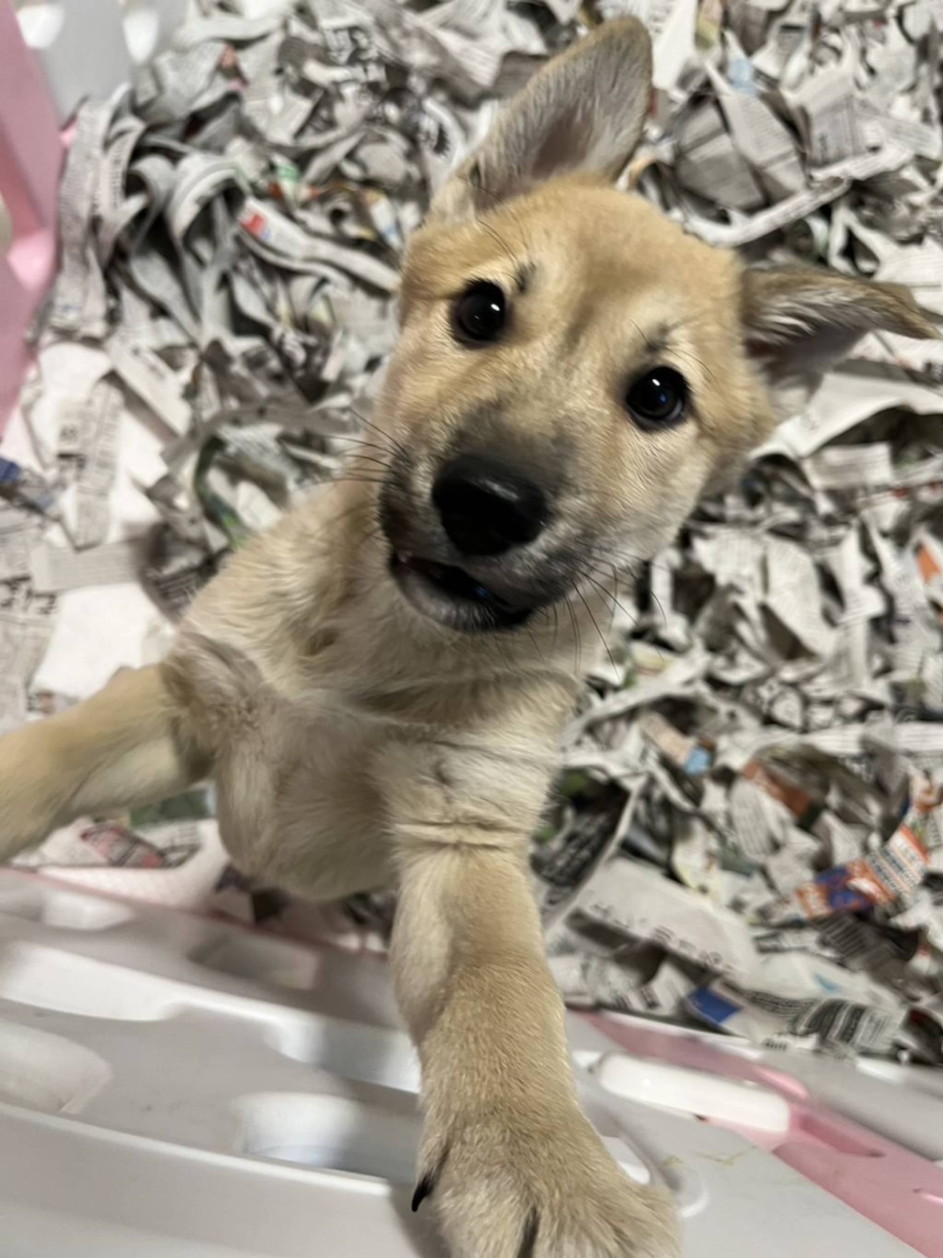 雑種（ミックス犬）・オスの里親募集の写真