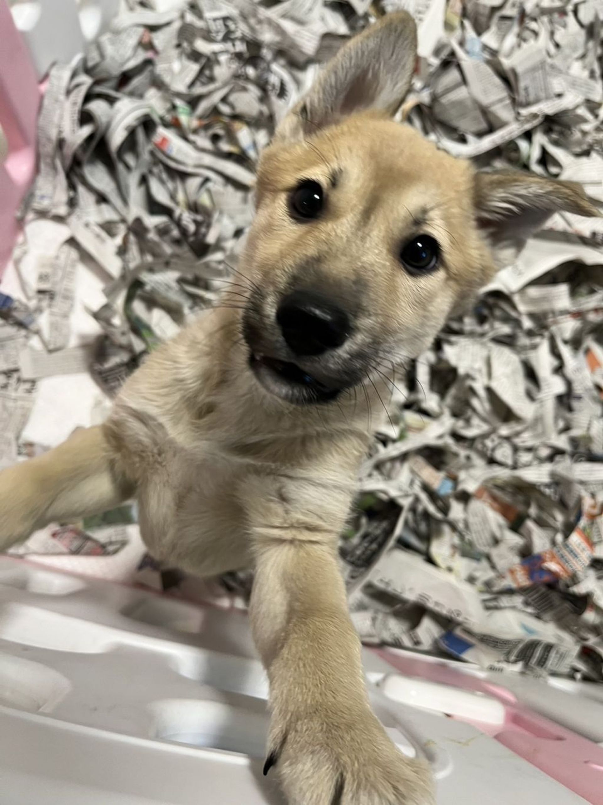 雑種（ミックス犬）・オスの里親募集の写真
