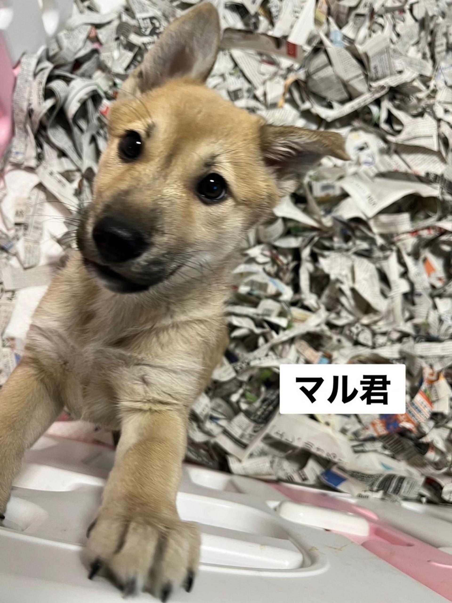 pet-image-3