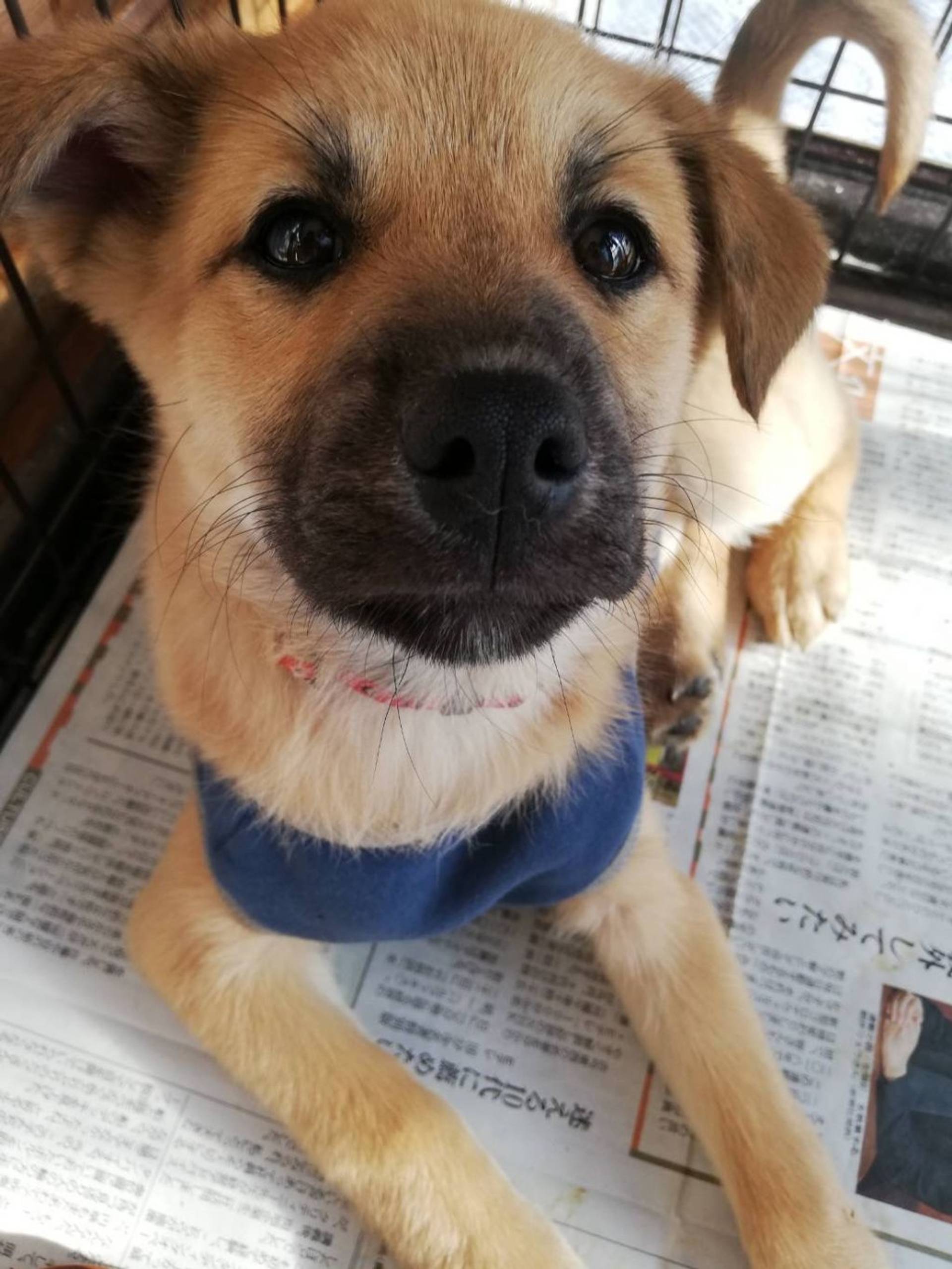 雑種（ミックス犬）・メスの里親募集の写真