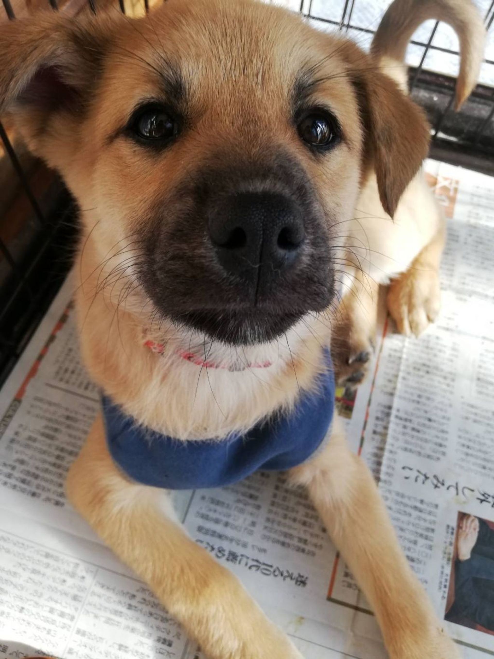 雑種（ミックス犬）・メスの里親募集の写真