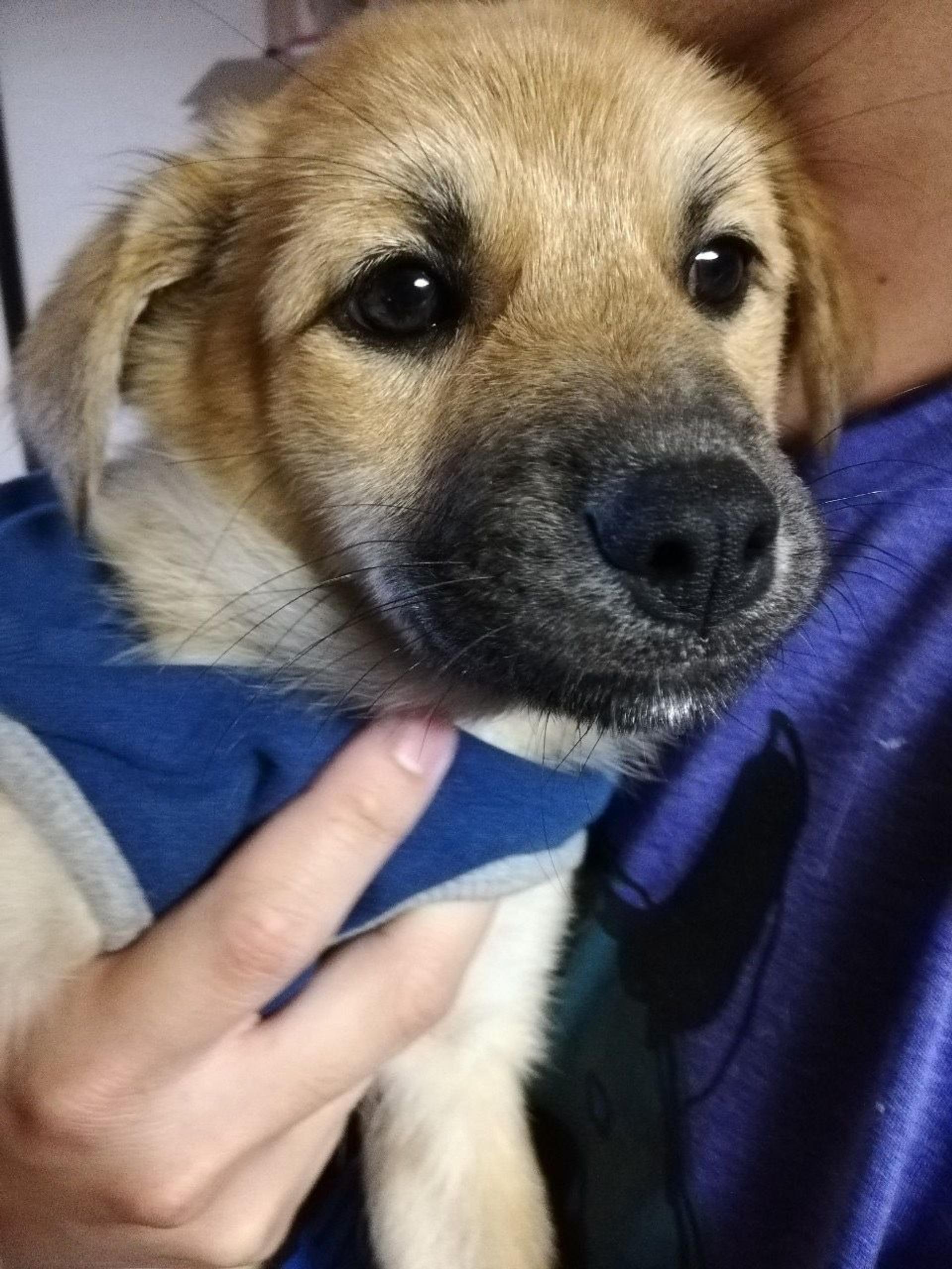 pet-image-2