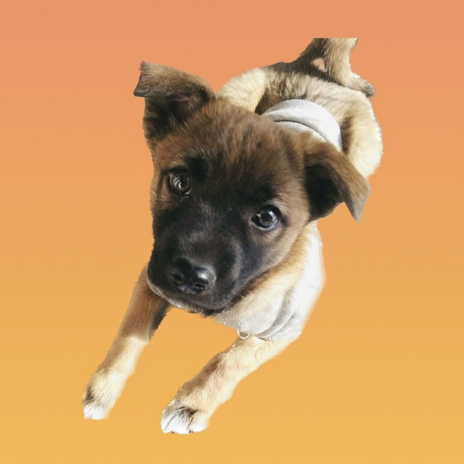雑種（ミックス犬）・メスの里親募集の写真
