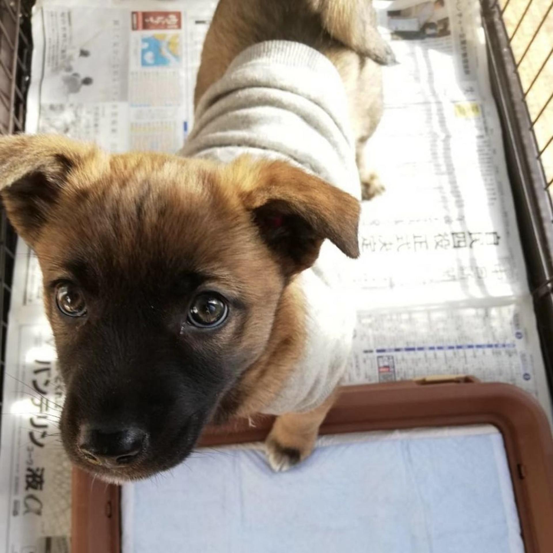 pet-image-3