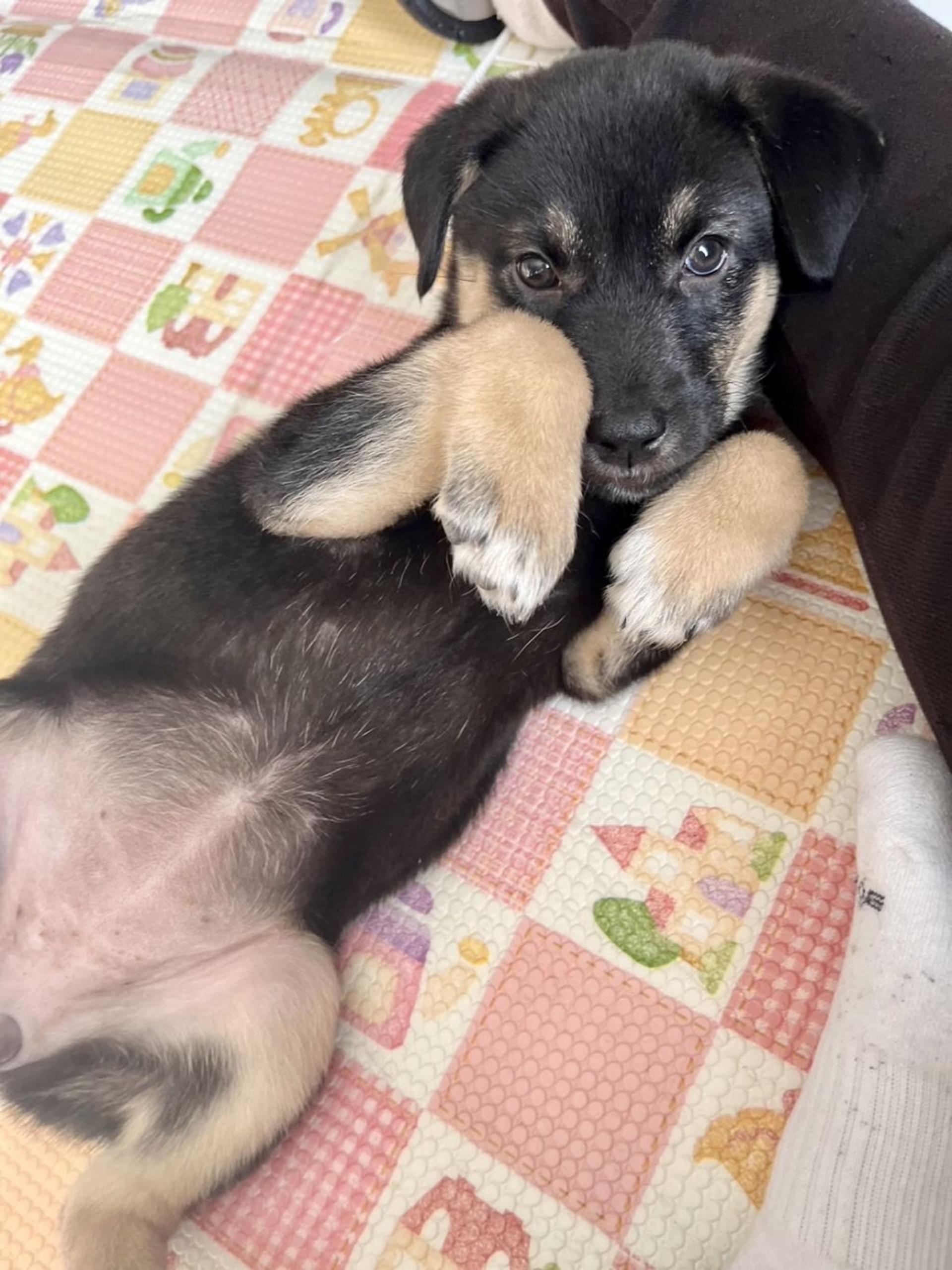 pet-image-2