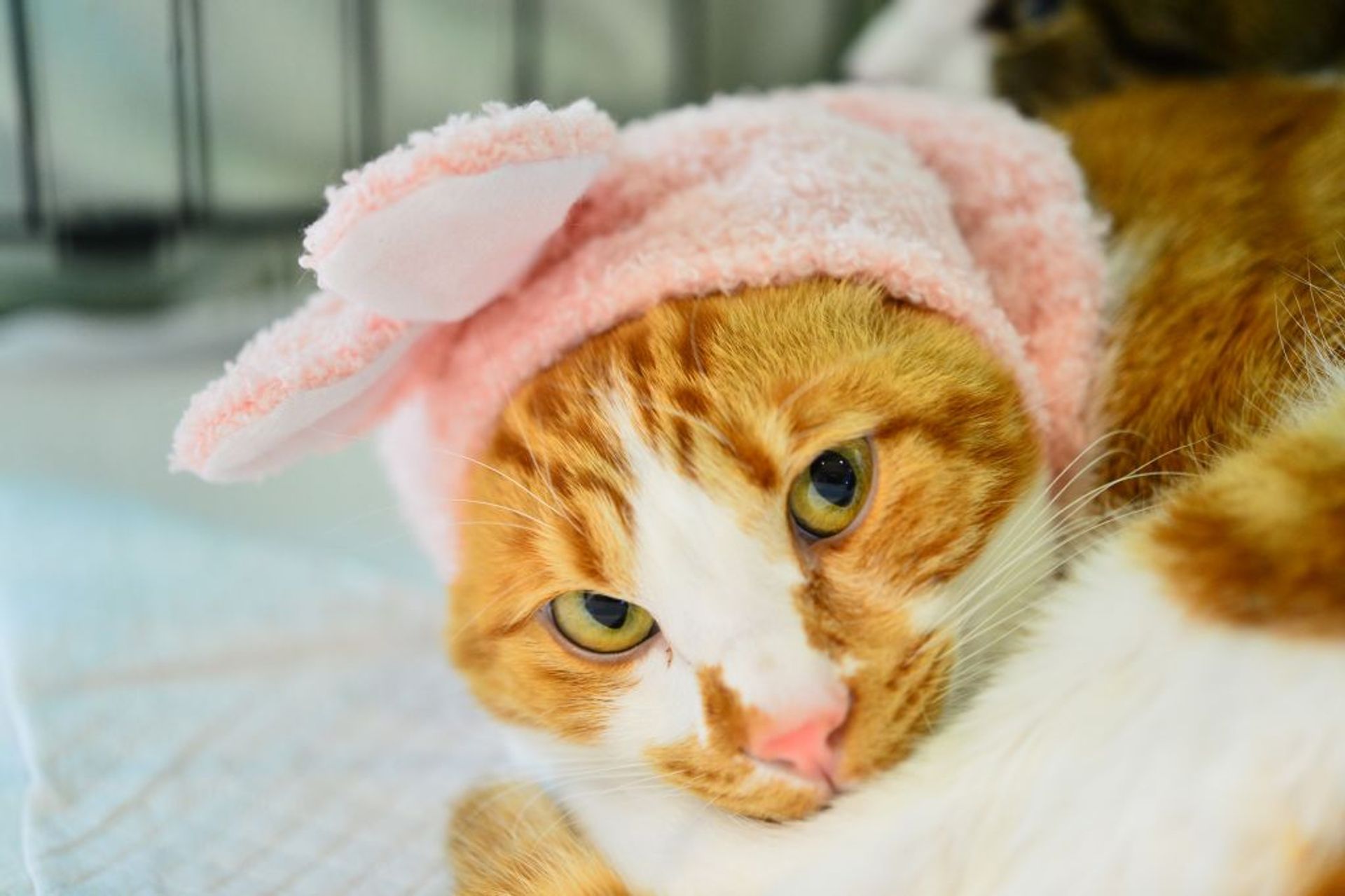 雑種（ミックス猫）・オスの里親募集の写真