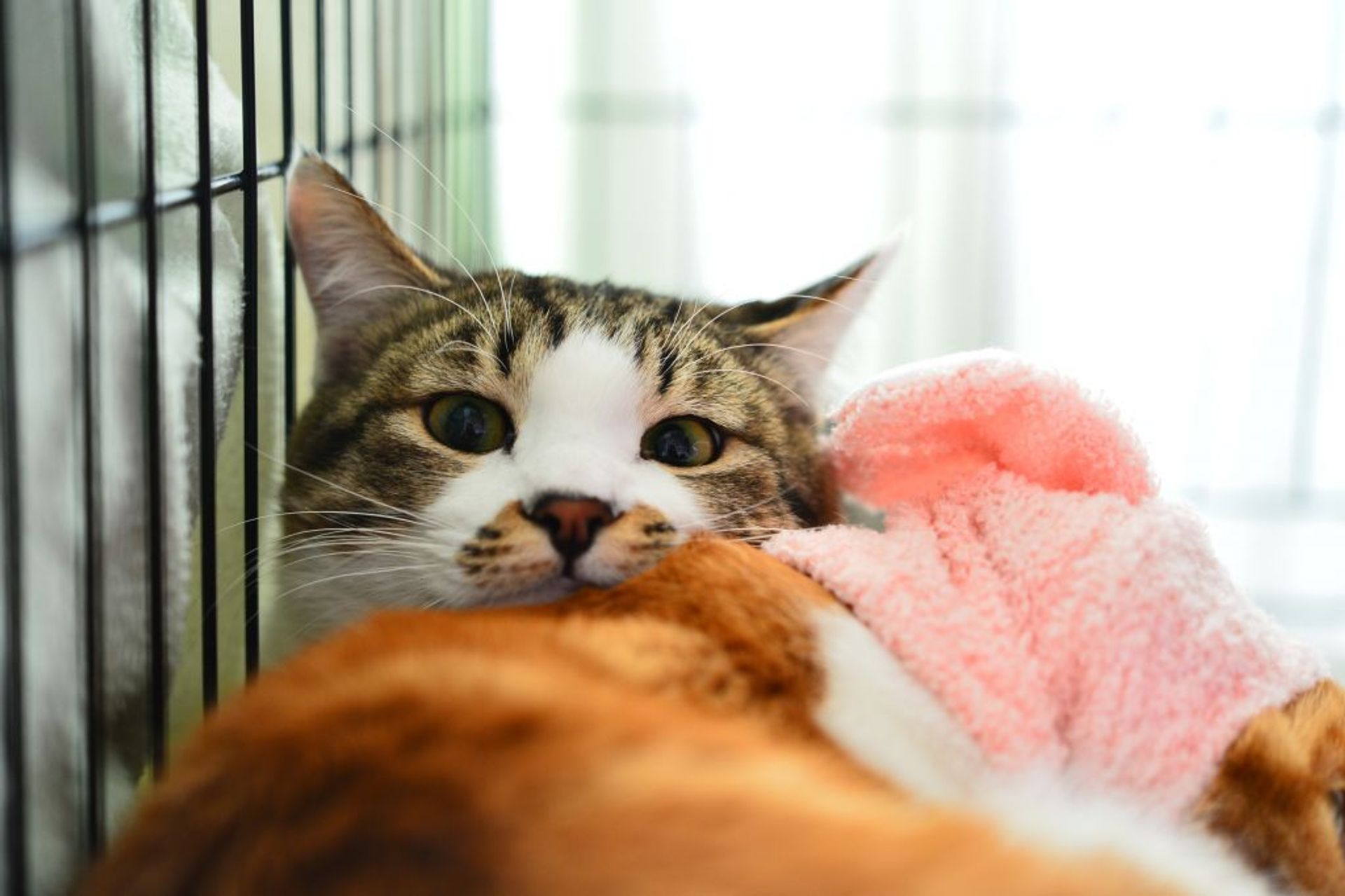 雑種（ミックス猫）・オスの里親募集の写真