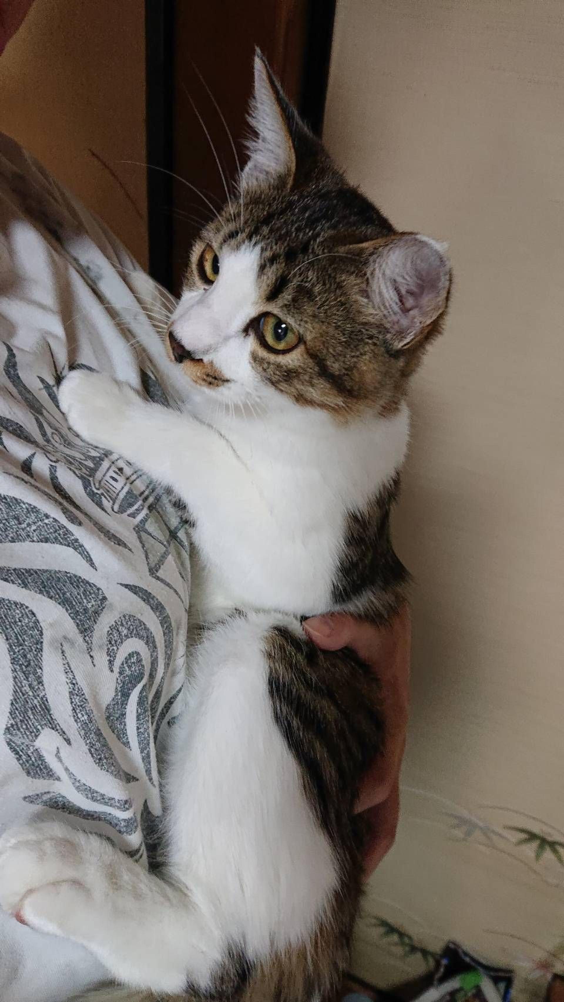 pet-image-3