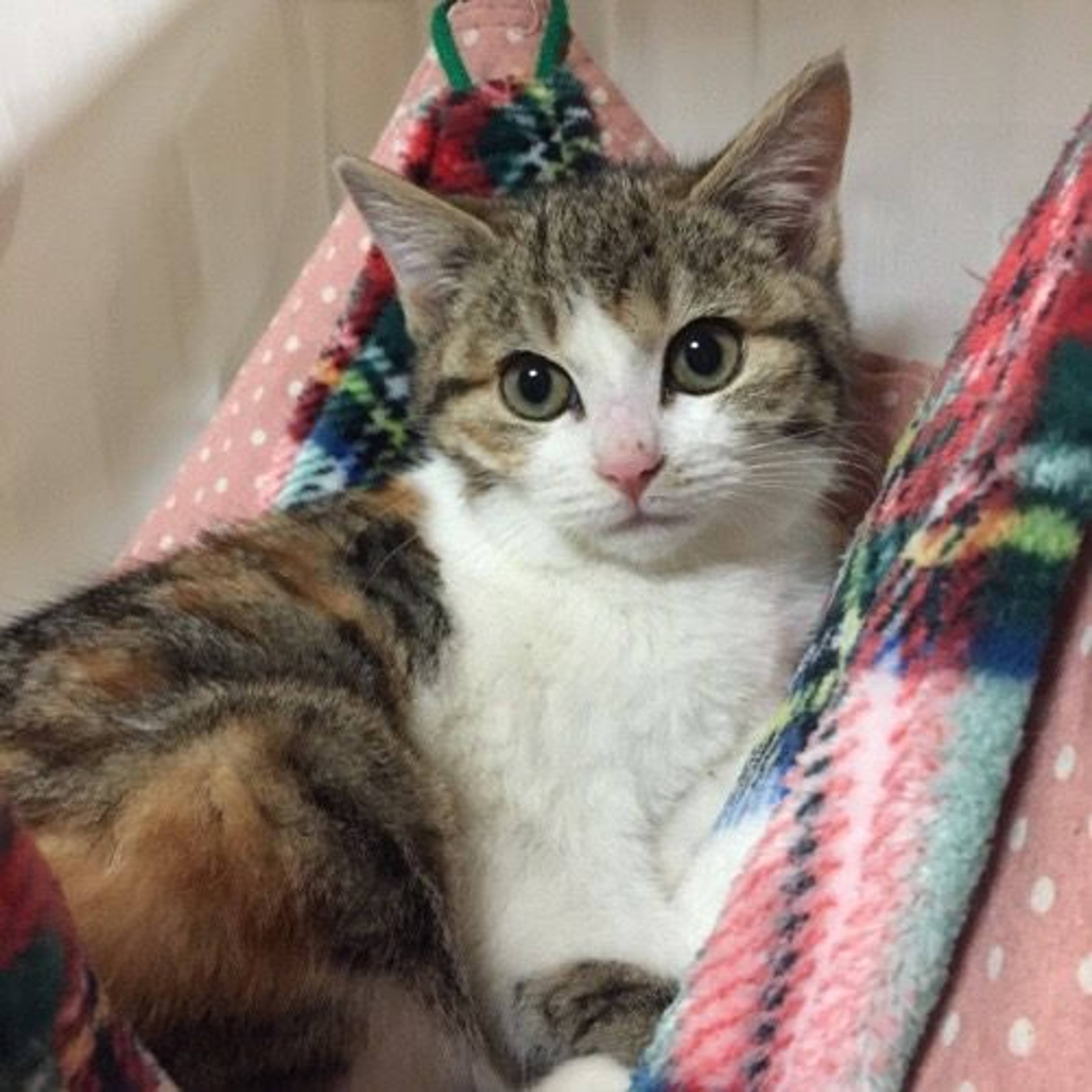 雑種（ミックス猫）・メスの里親募集の写真