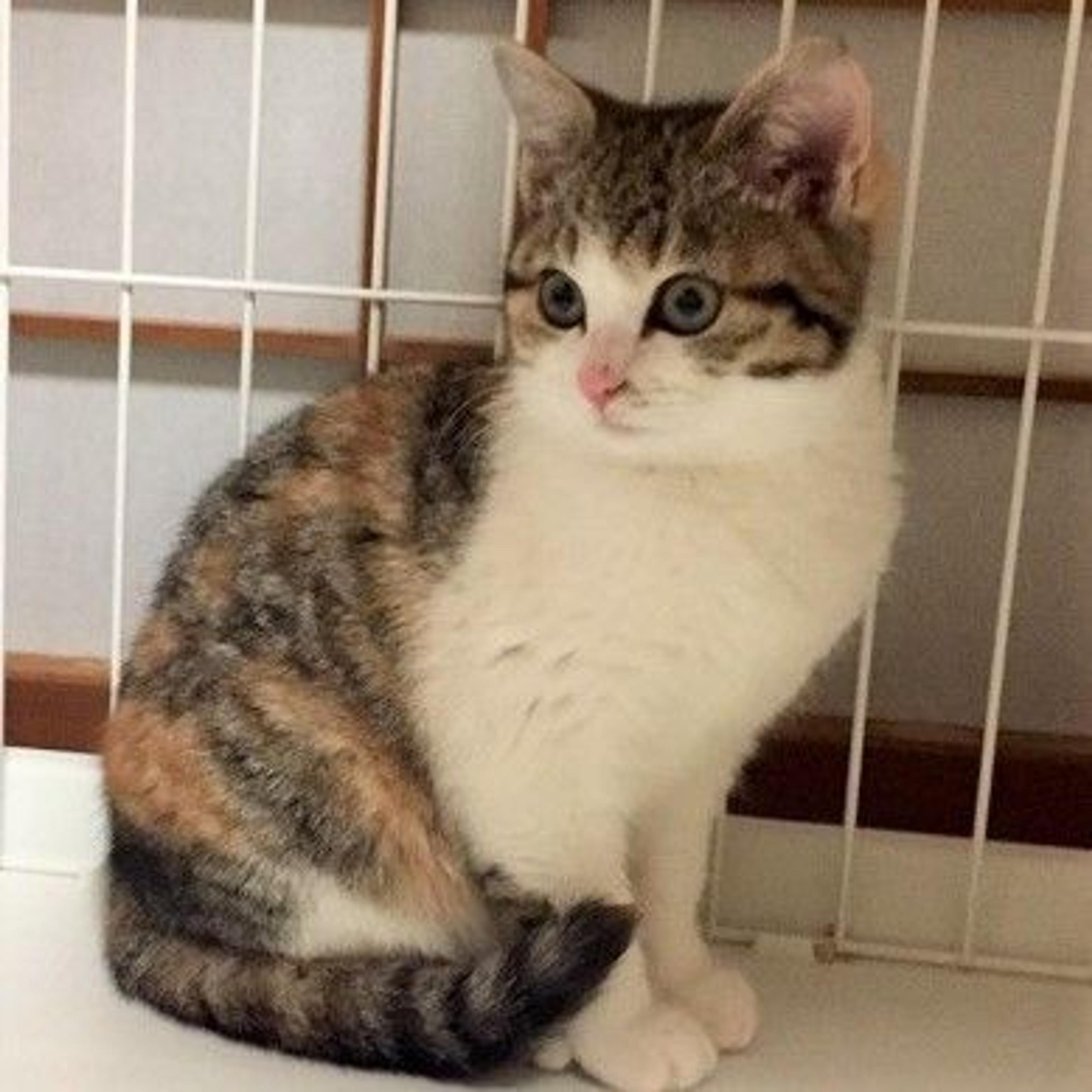 pet-image-2
