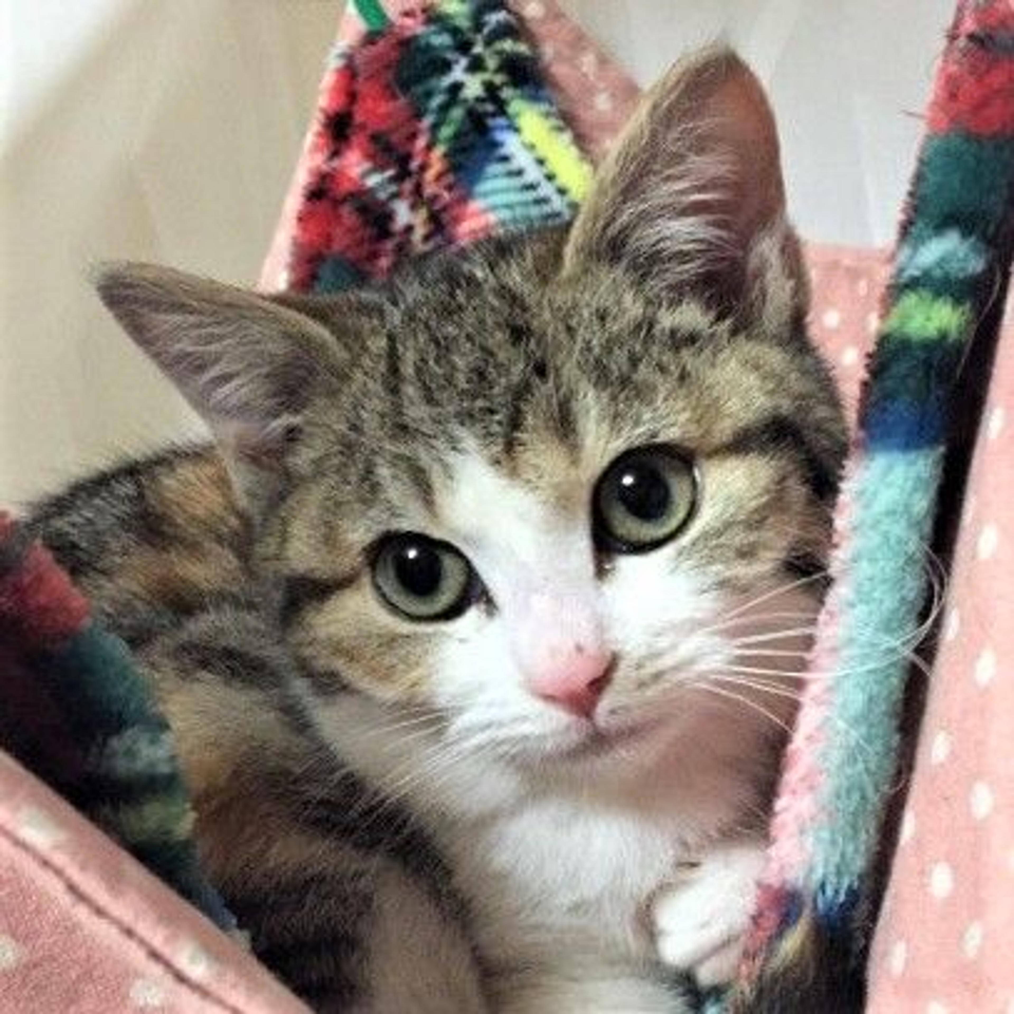 pet-image-3