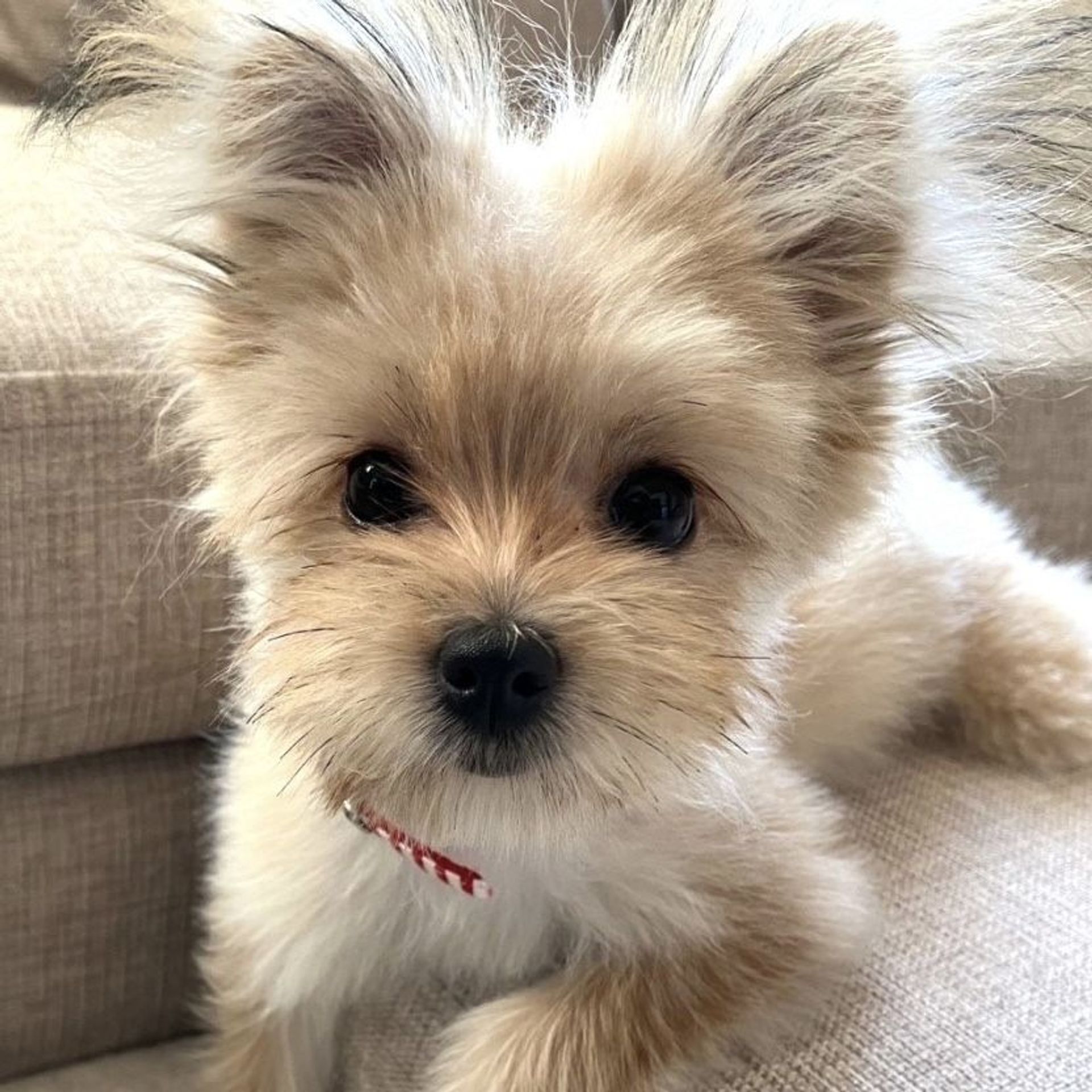 雑種（ミックス犬）・メスの里親募集の写真