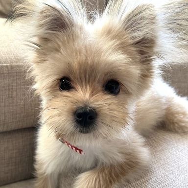 セザンヌちゃんの写真