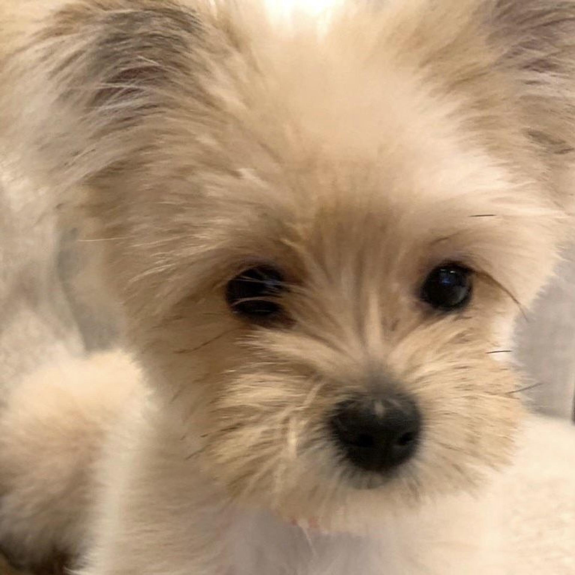 pet-image-2