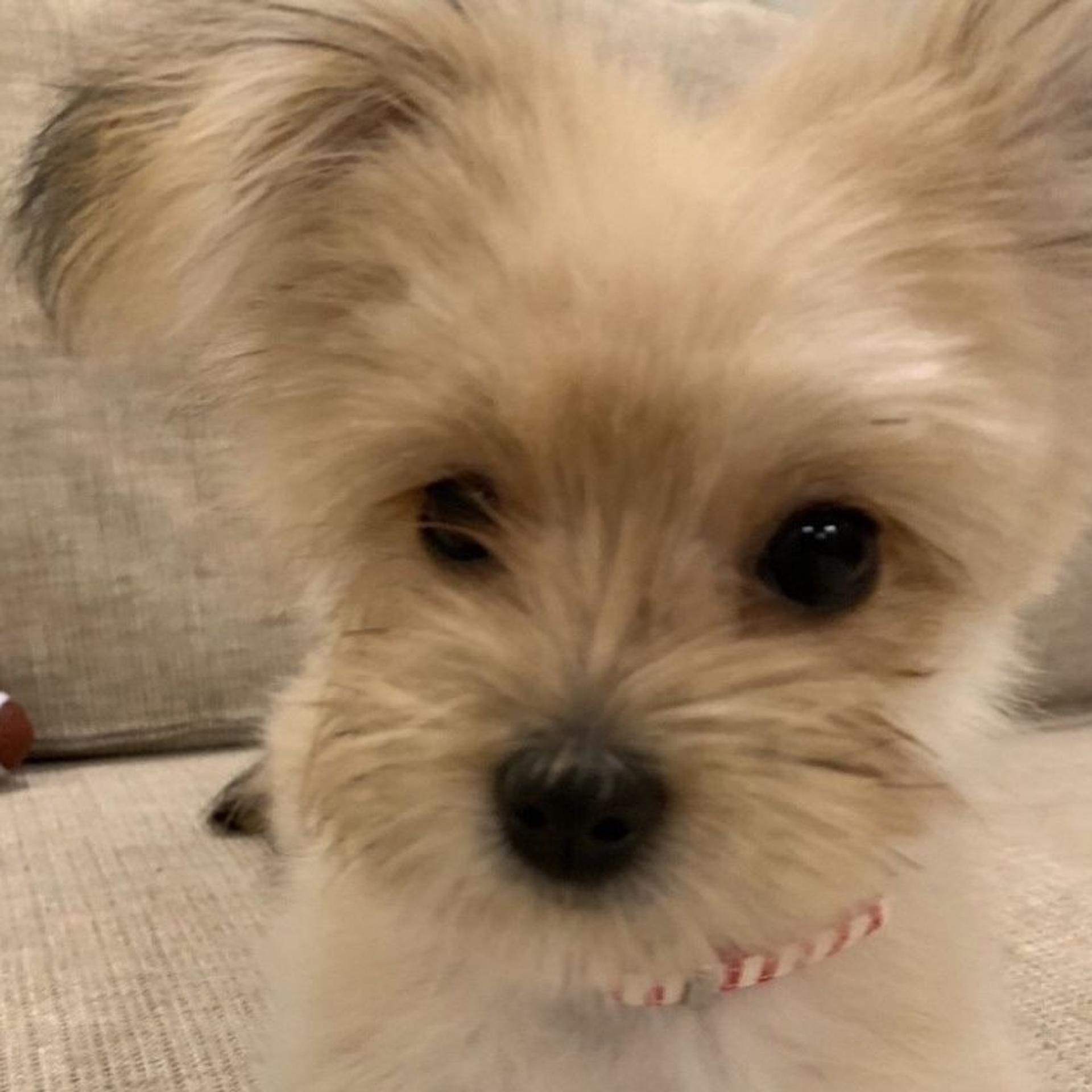 pet-image-3