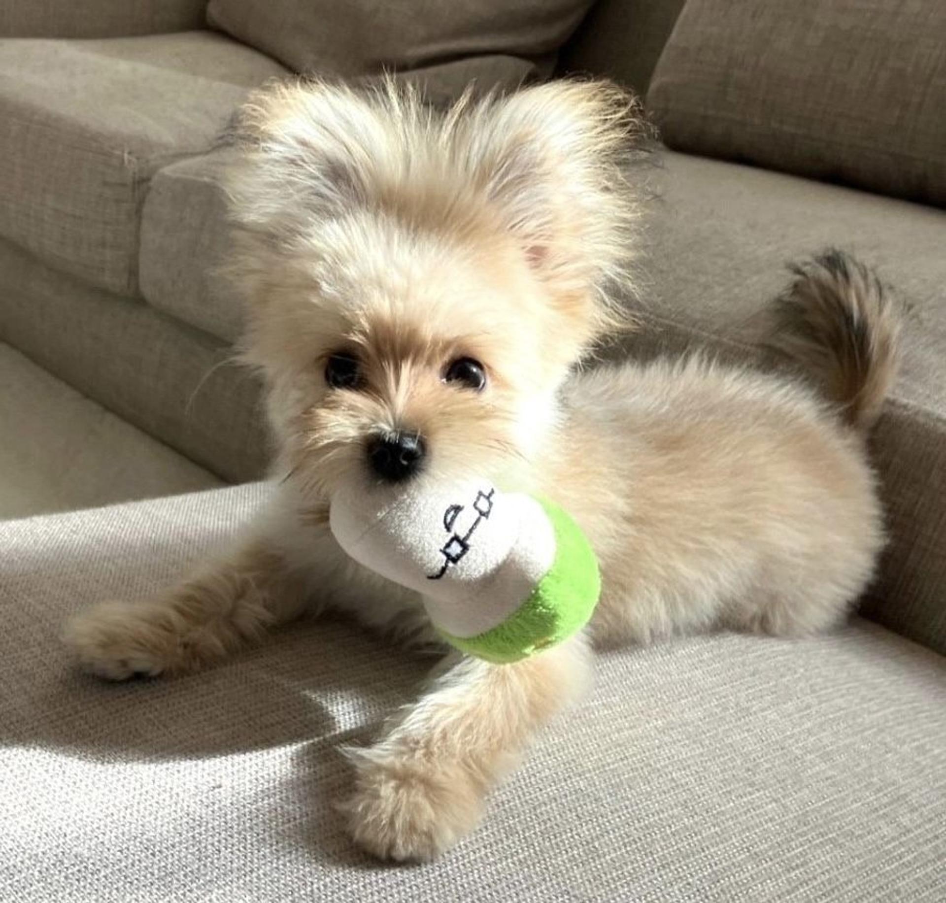 pet-image-4