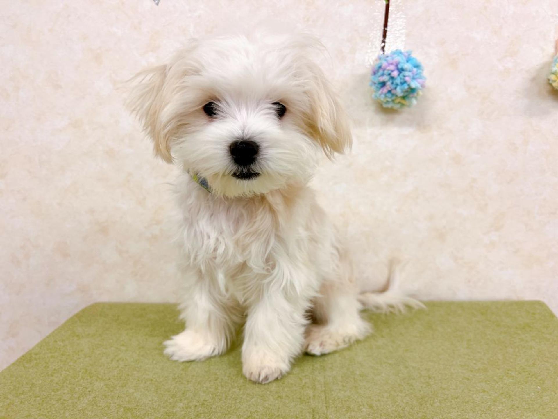 pet-image-3
