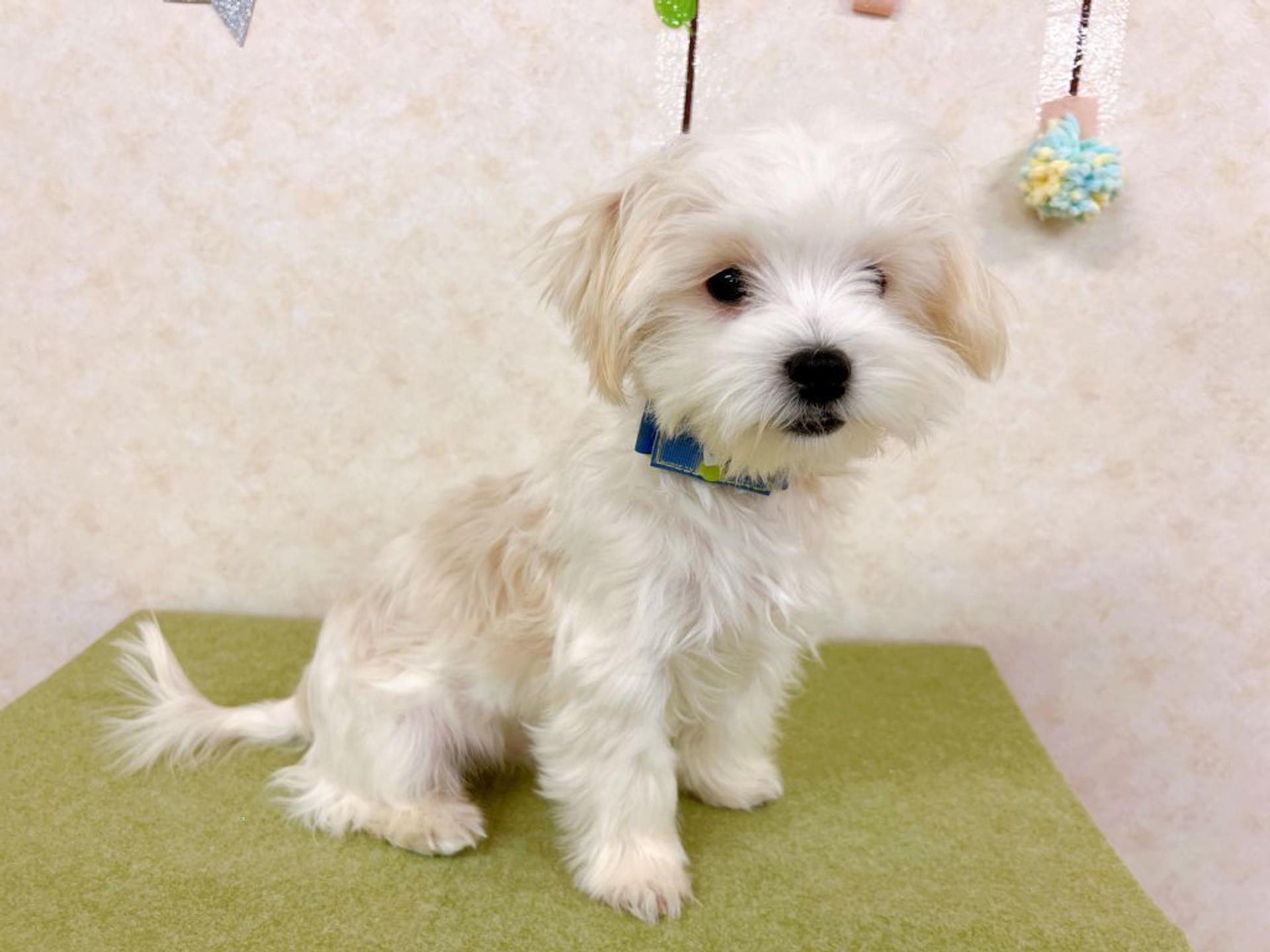 pet-image-5