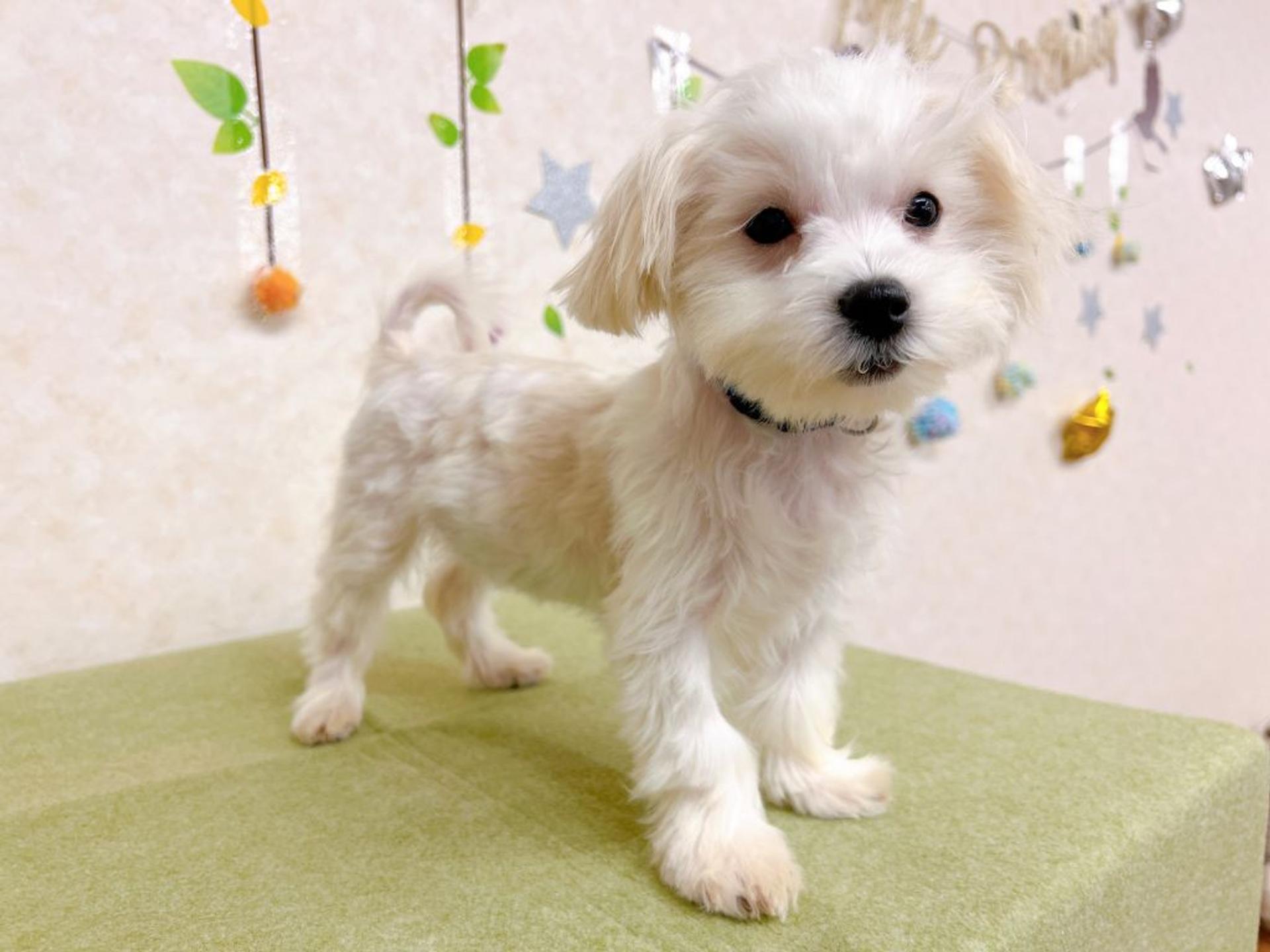 pet-image-7