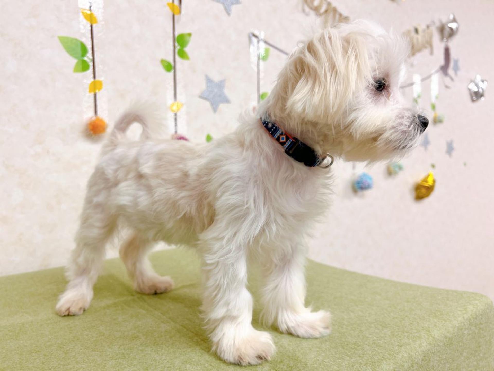 pet-image-8