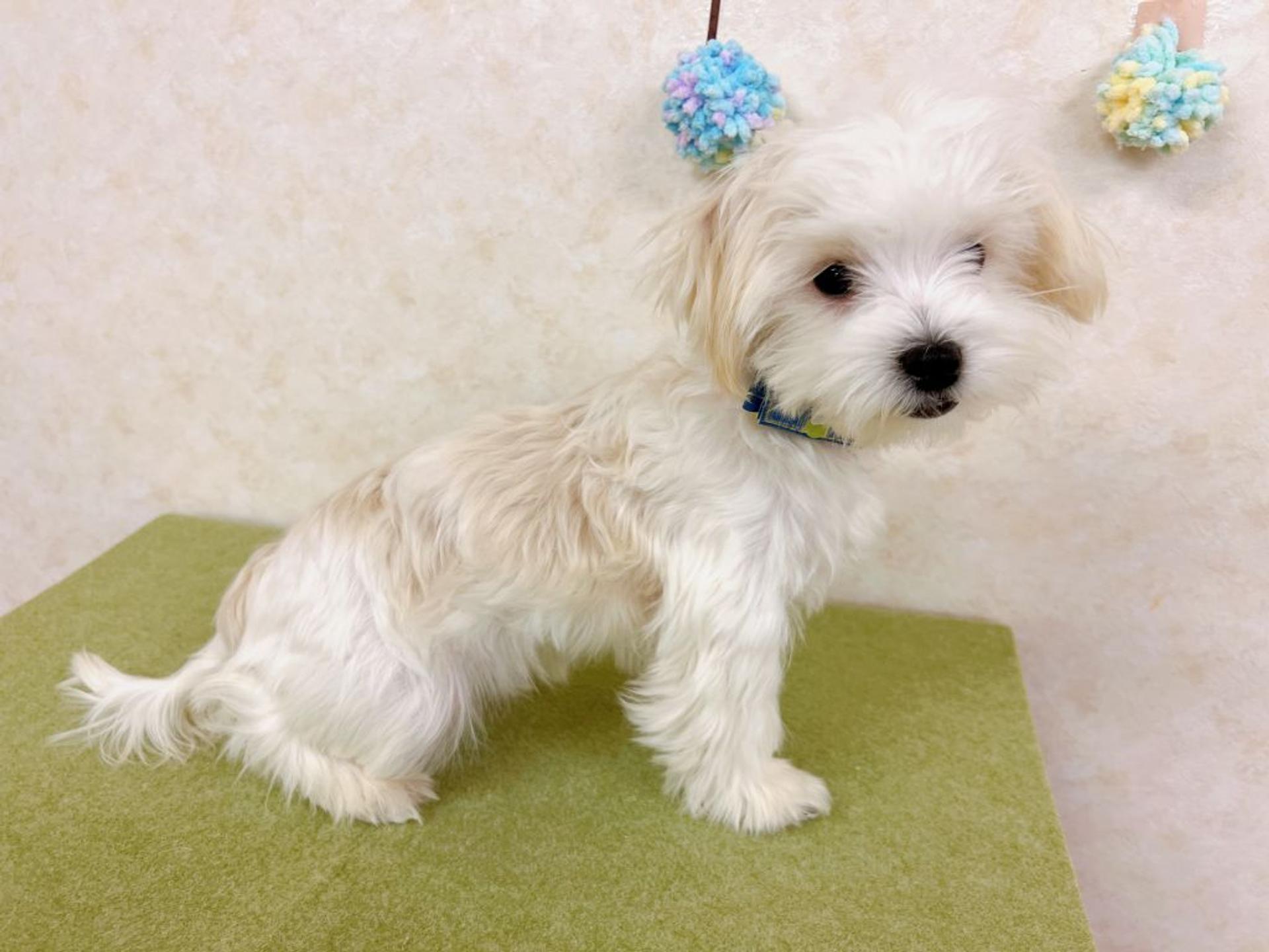 pet-image-9