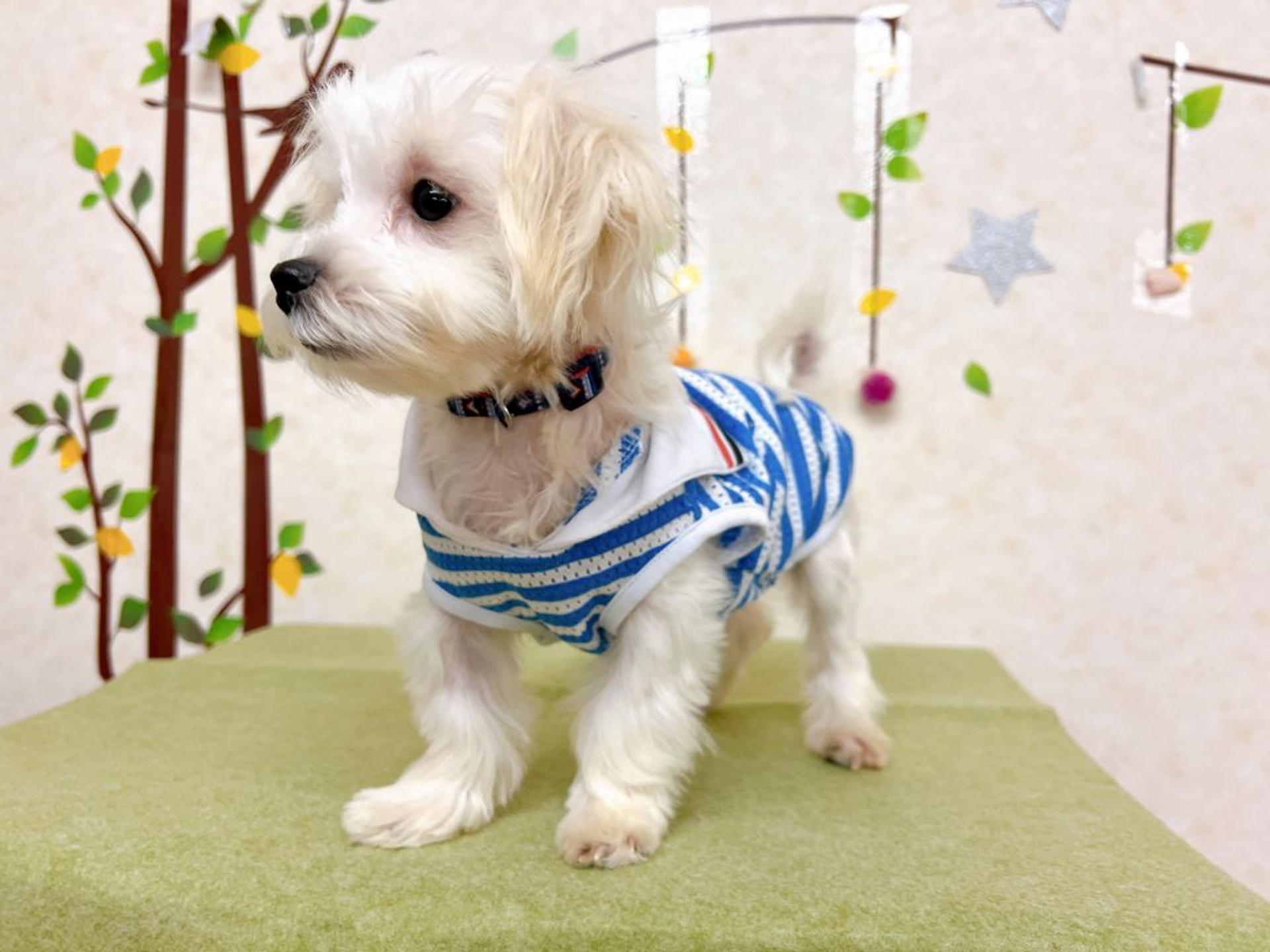 pet-image-2
