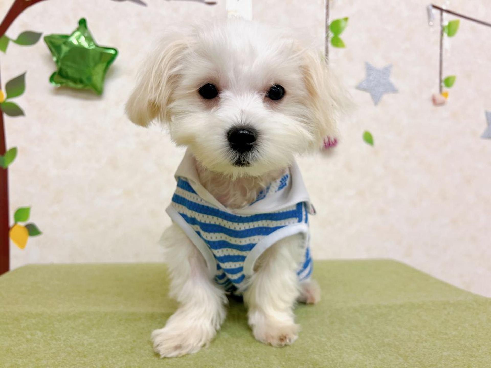 pet-image-4