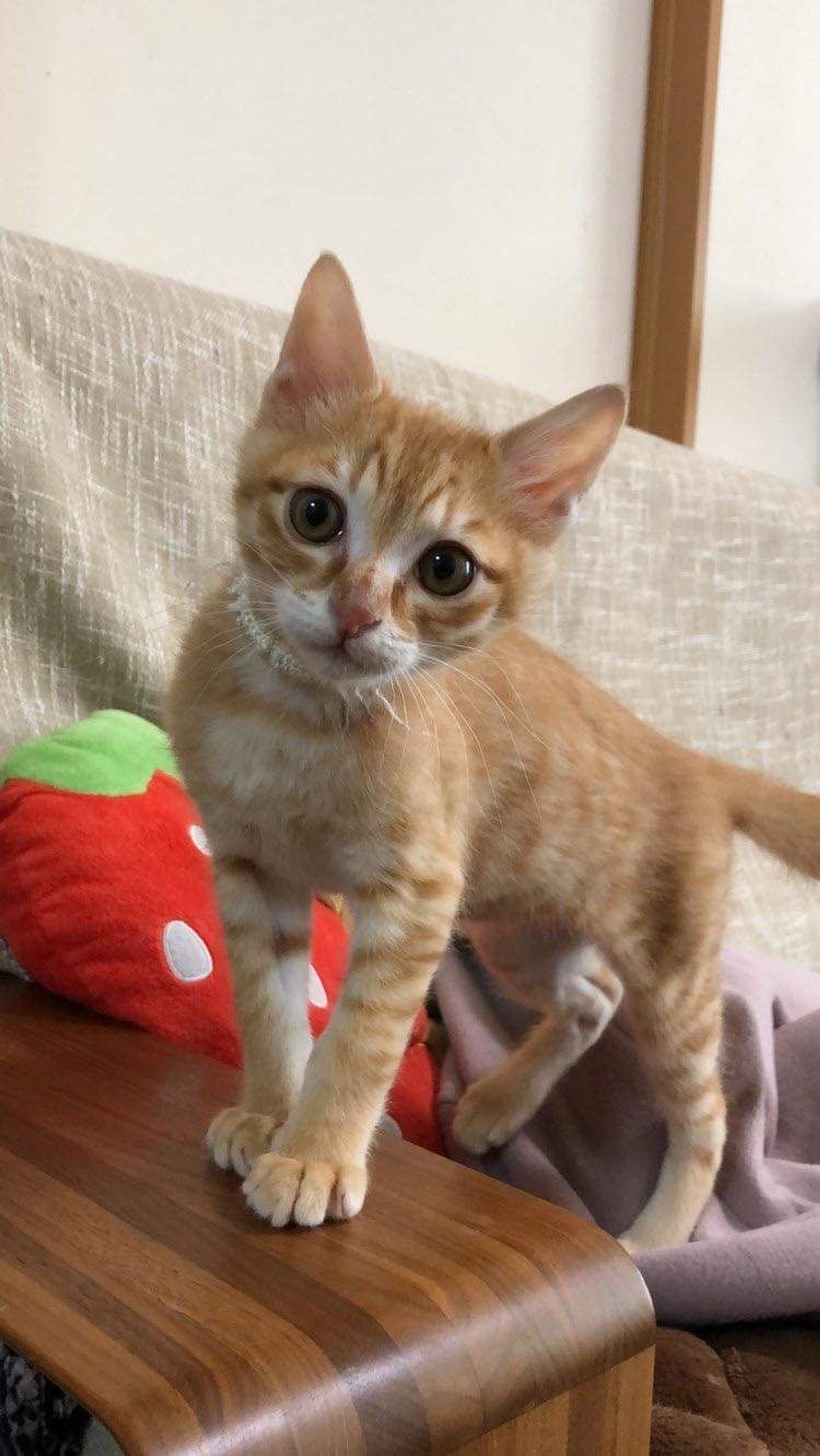 雑種（ミックス猫）・オスの里親募集の写真