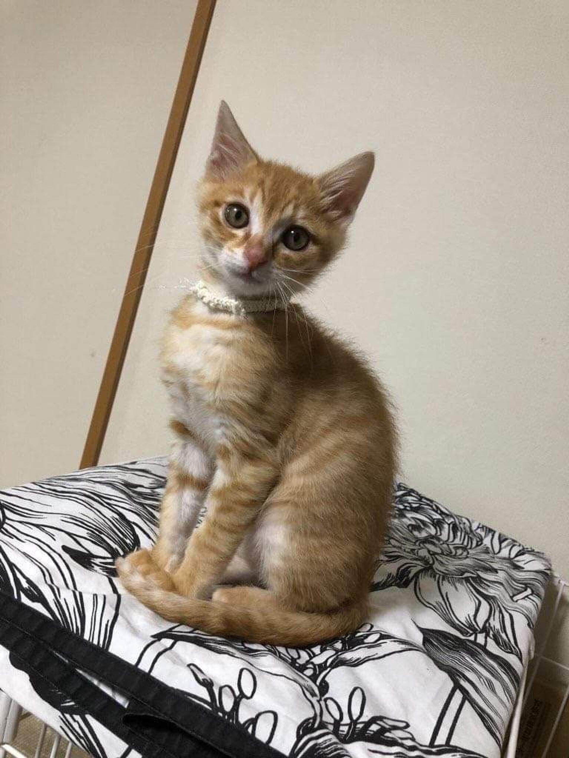 pet-image-3