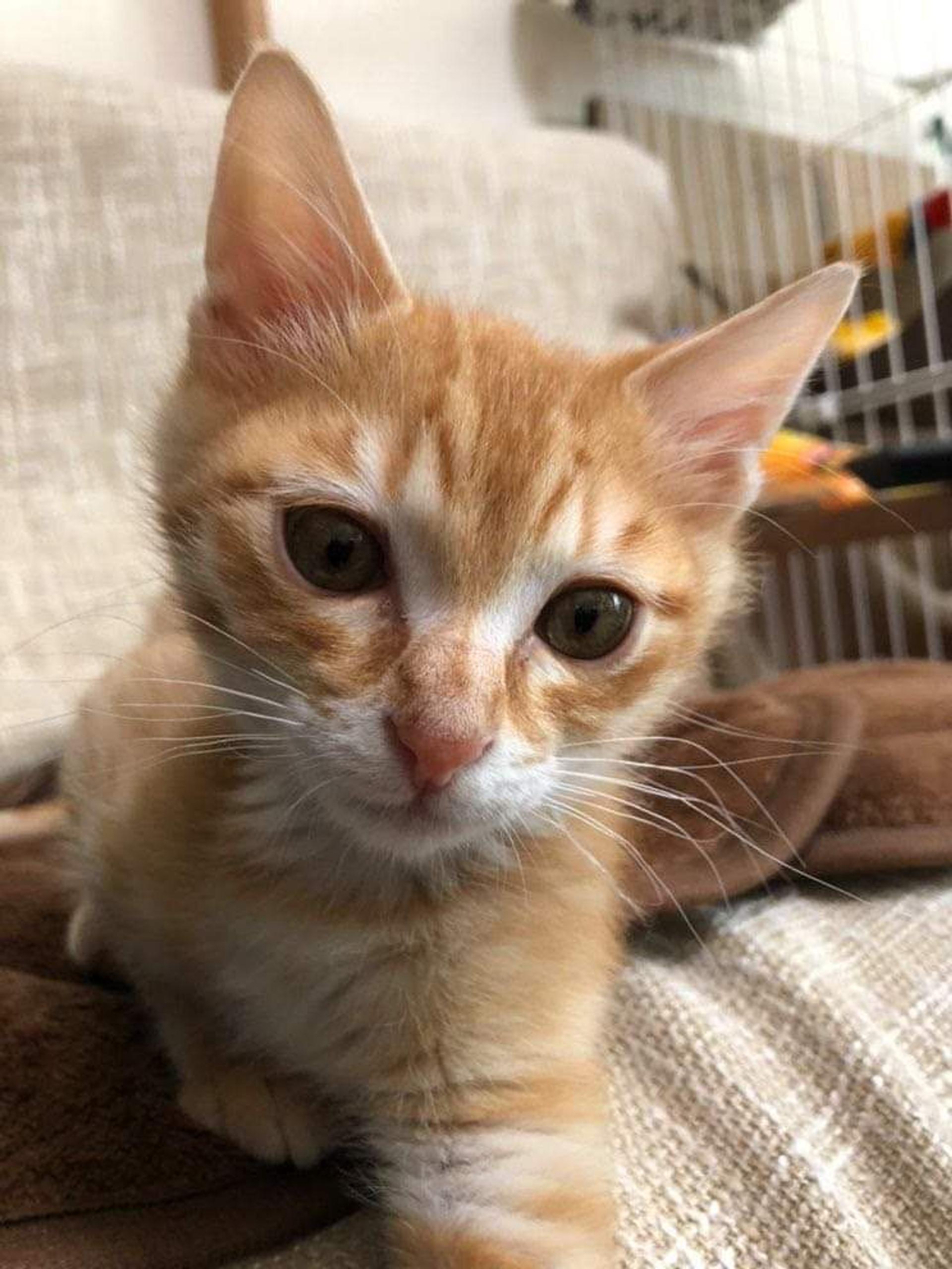 pet-image-4