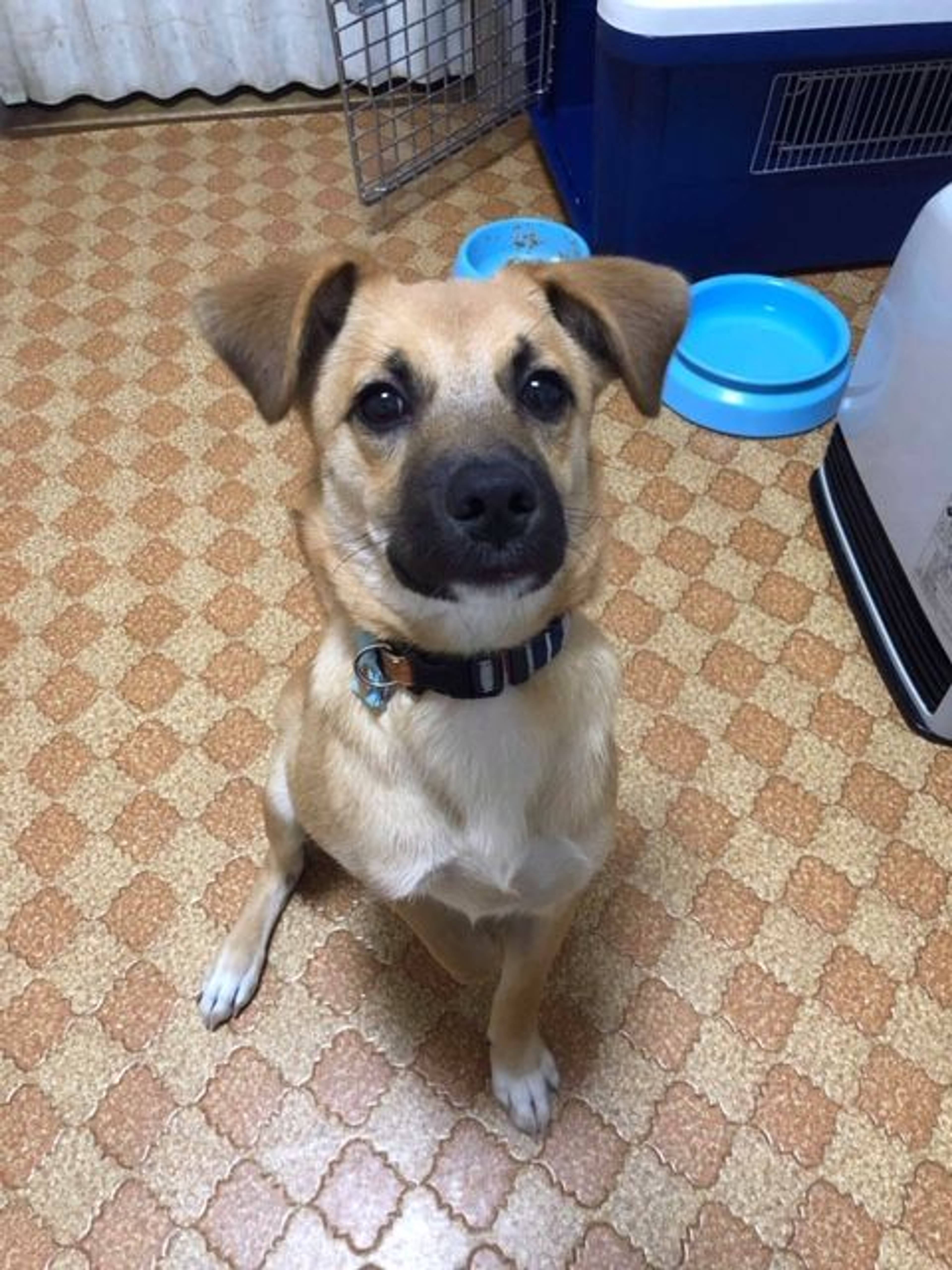 雑種（ミックス犬）・オスの里親募集の写真