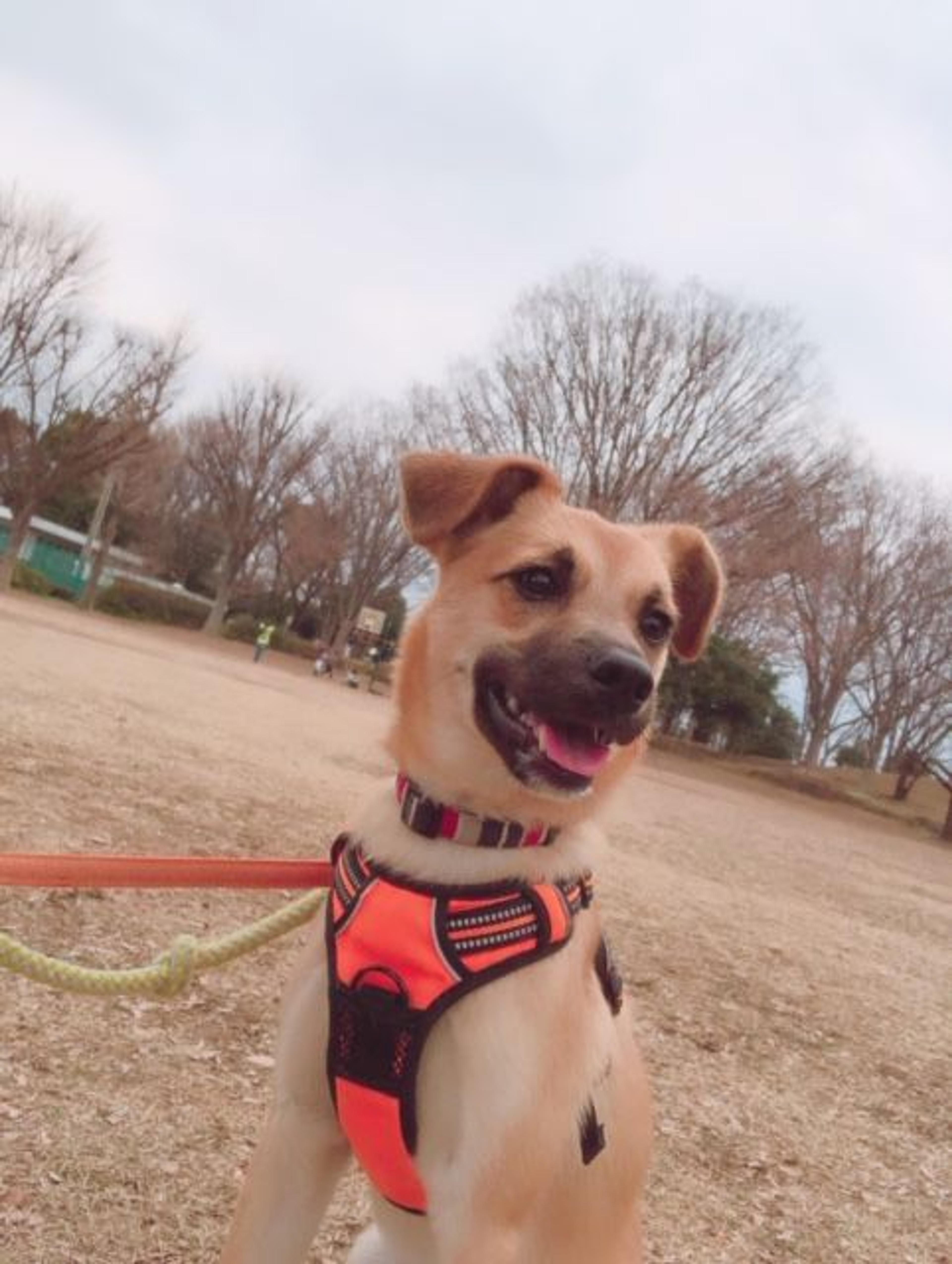 pet-image-2