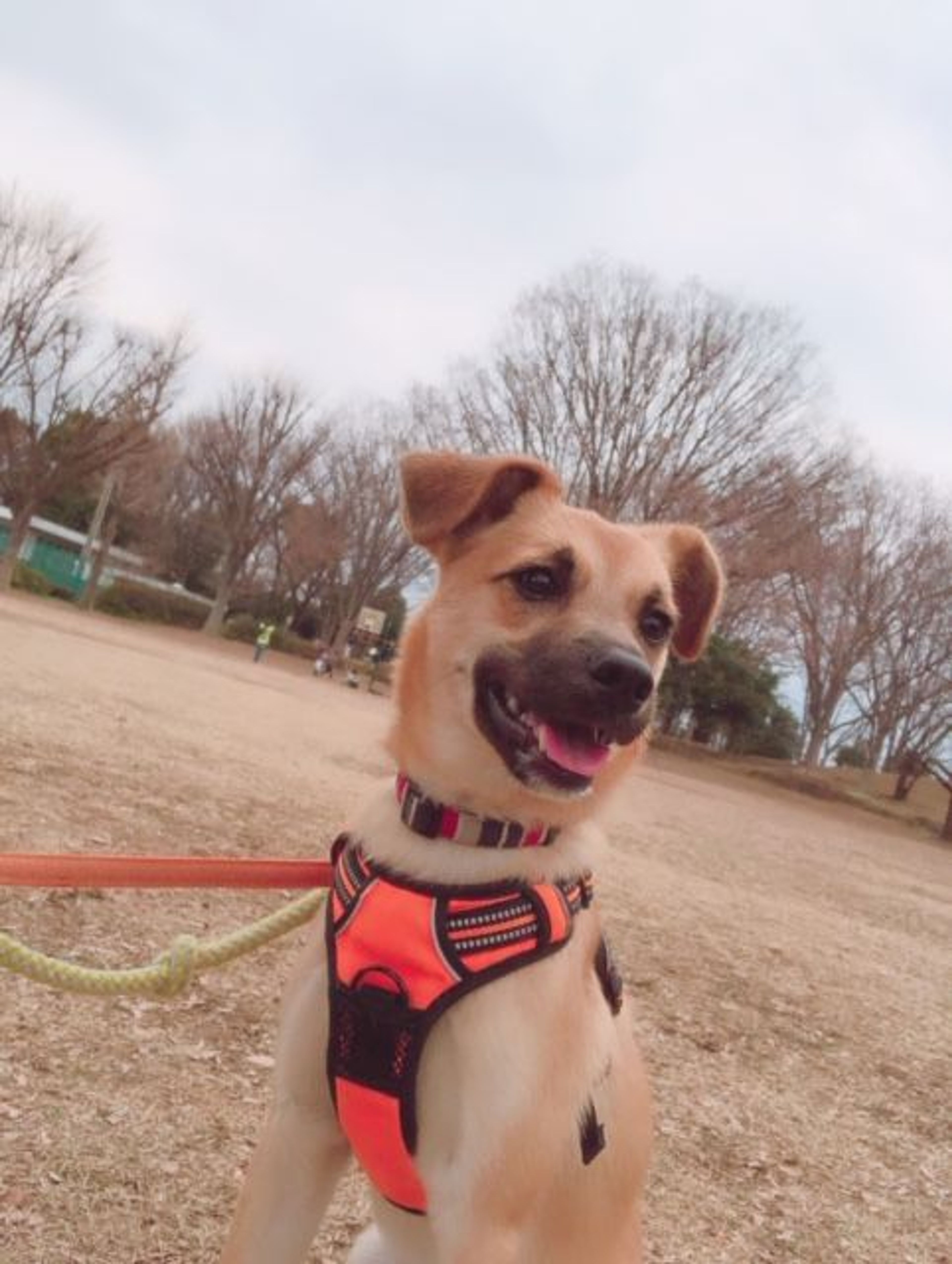 pet-image-2