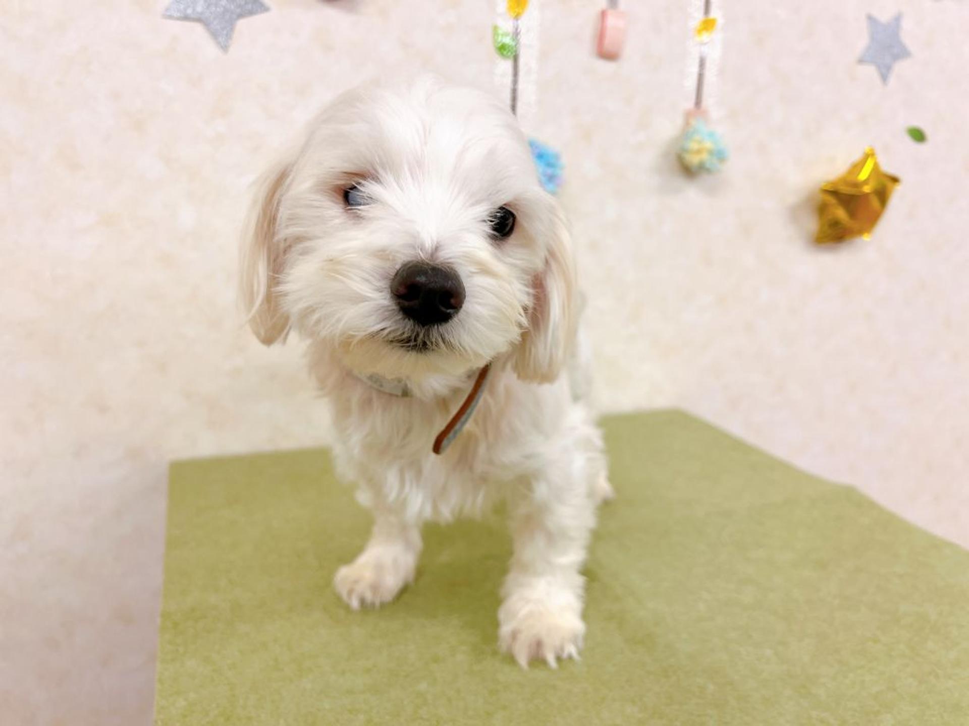 pet-image-3