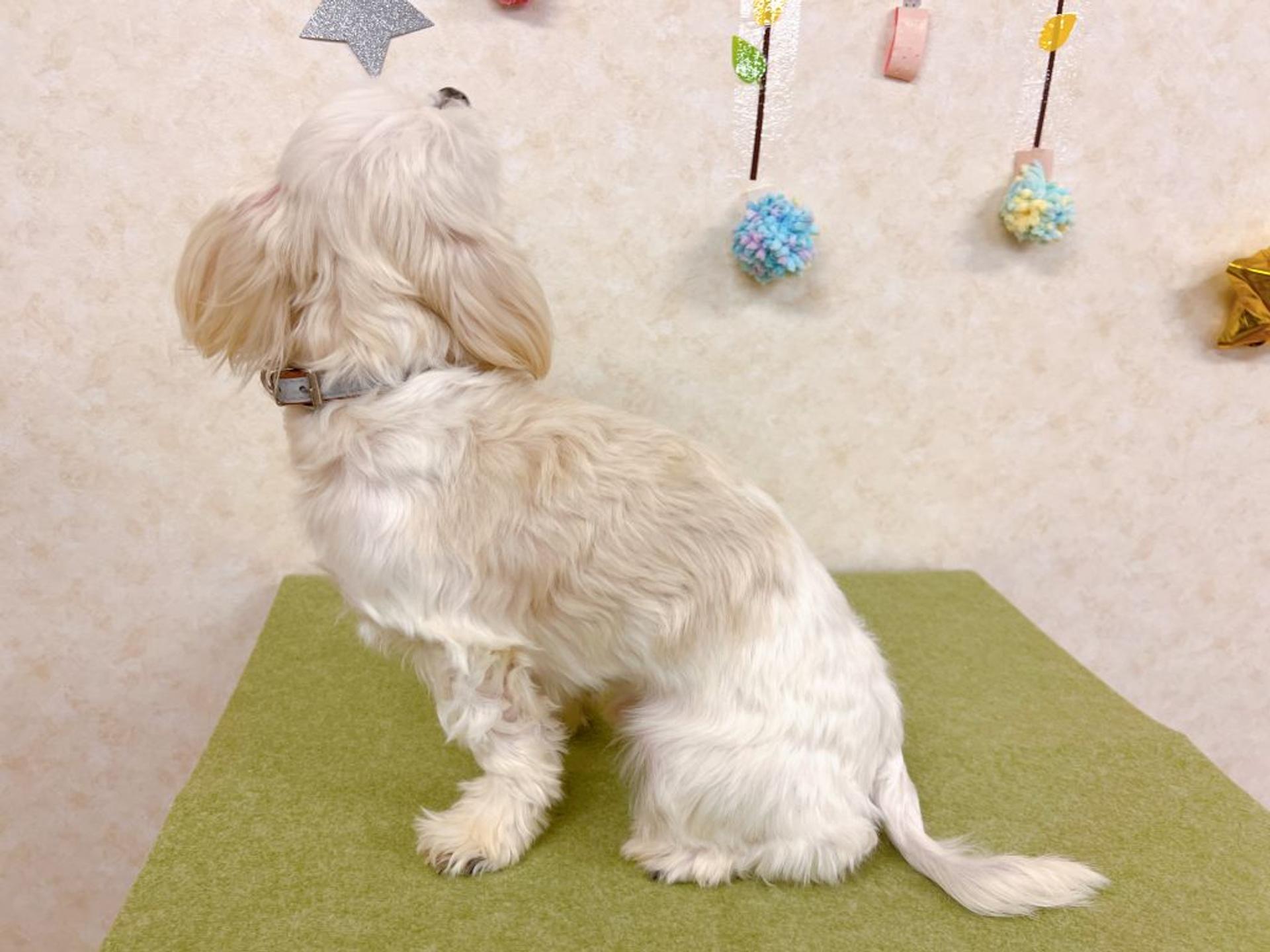 pet-image-7