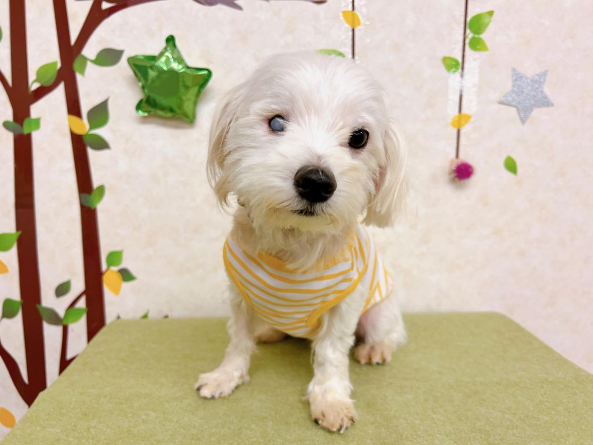 pet-image-8