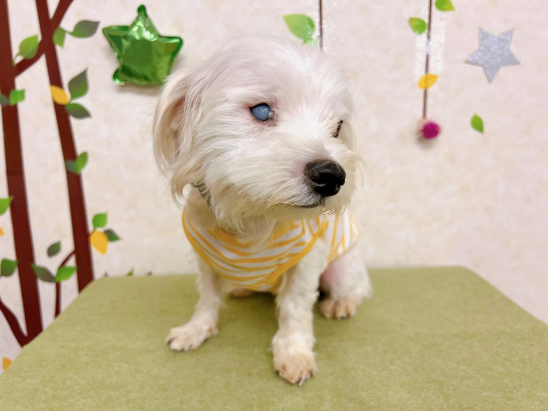 pet-image-9
