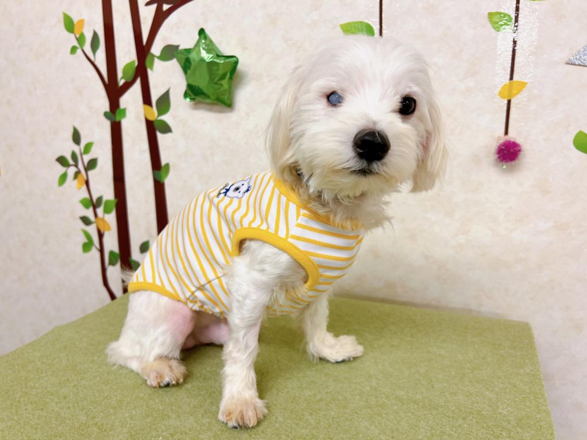 pet-image-10