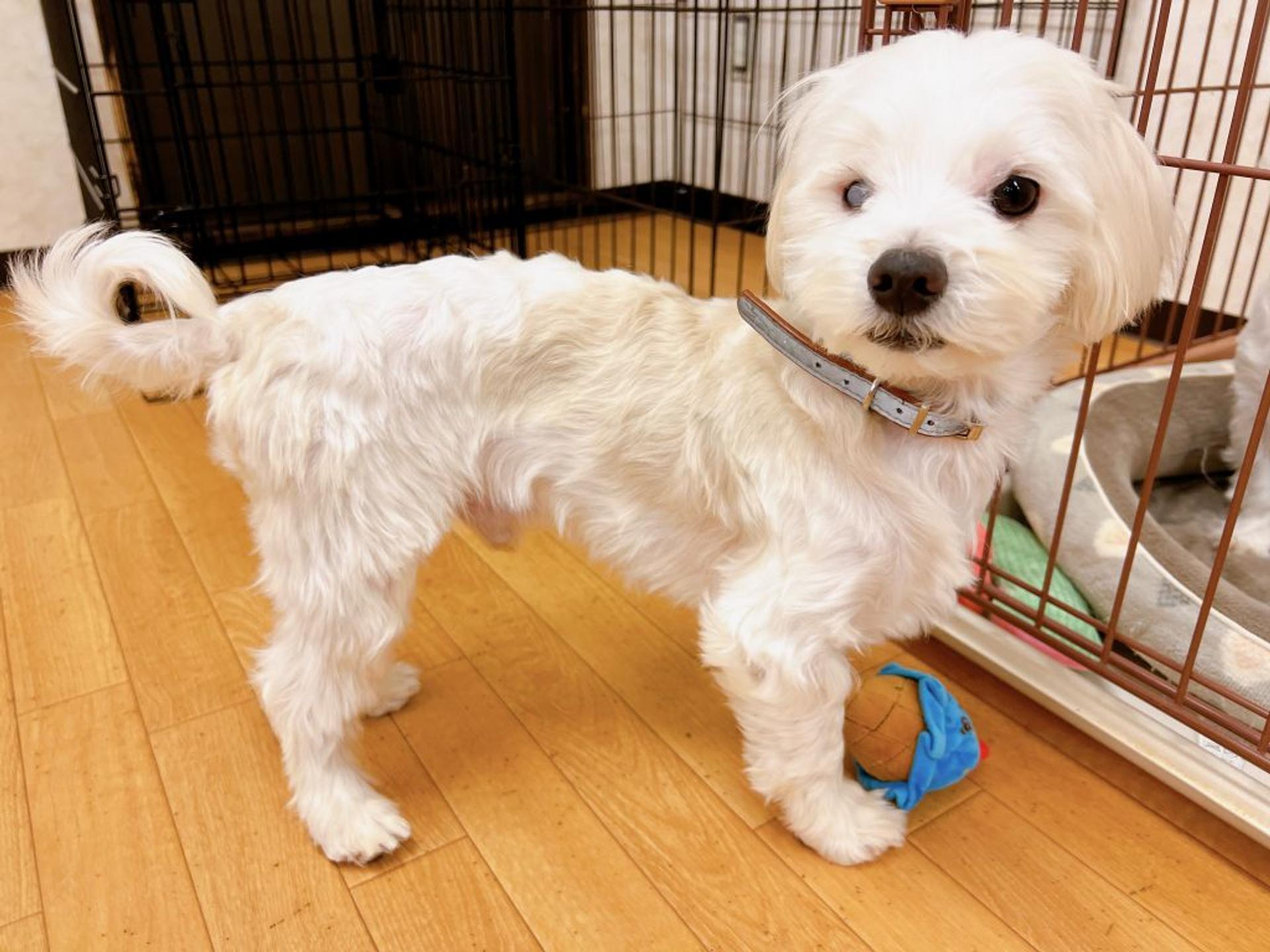 pet-image-4