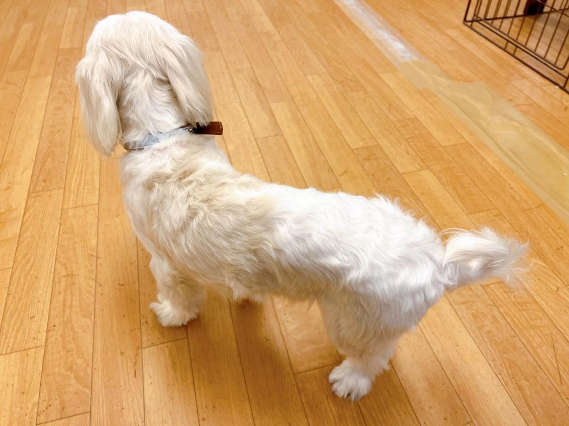 pet-image-6