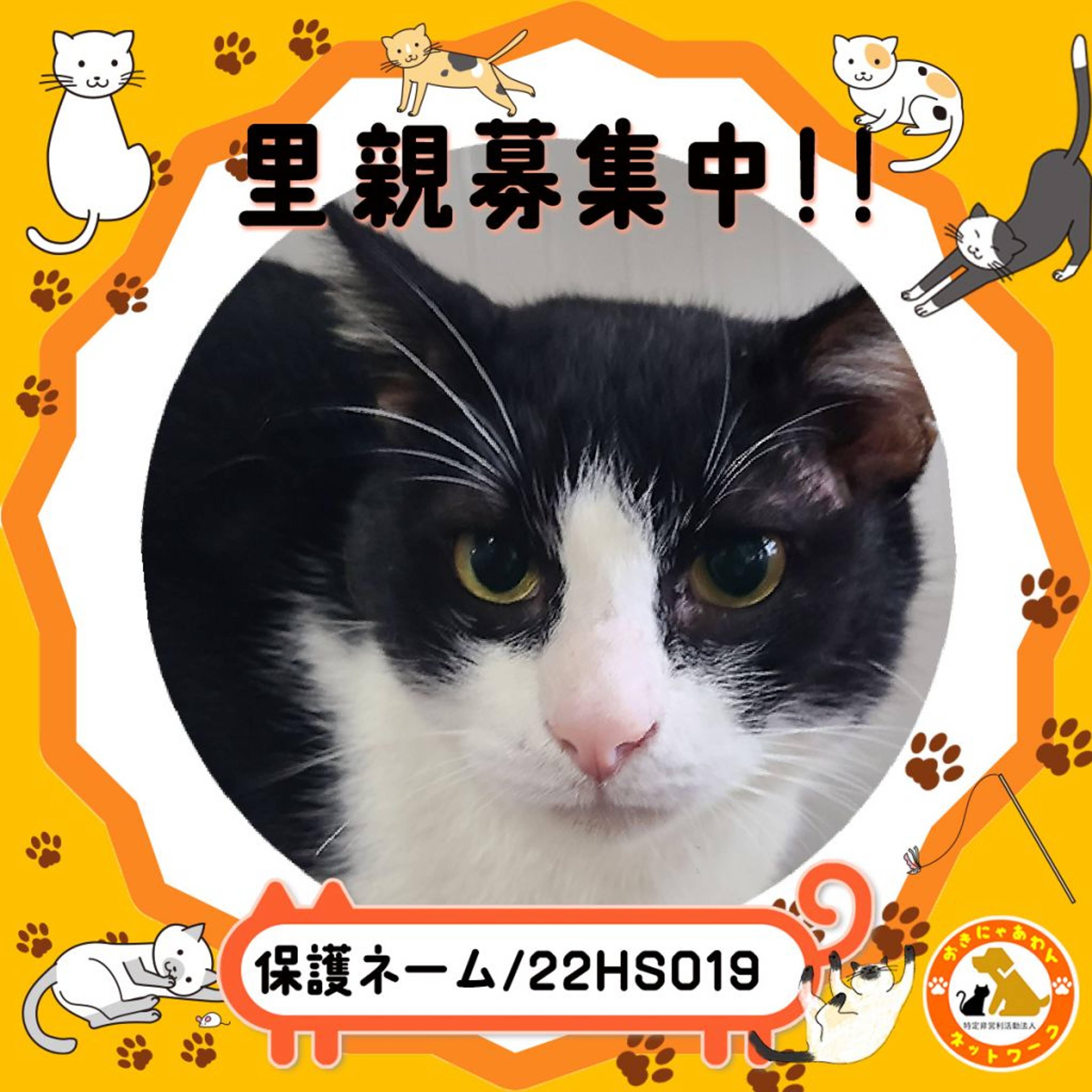 雑種（ミックス猫）・オスの里親募集の写真