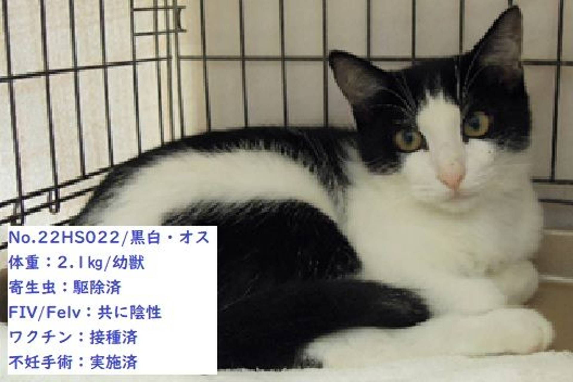 雑種（ミックス猫）・オスの里親募集の写真