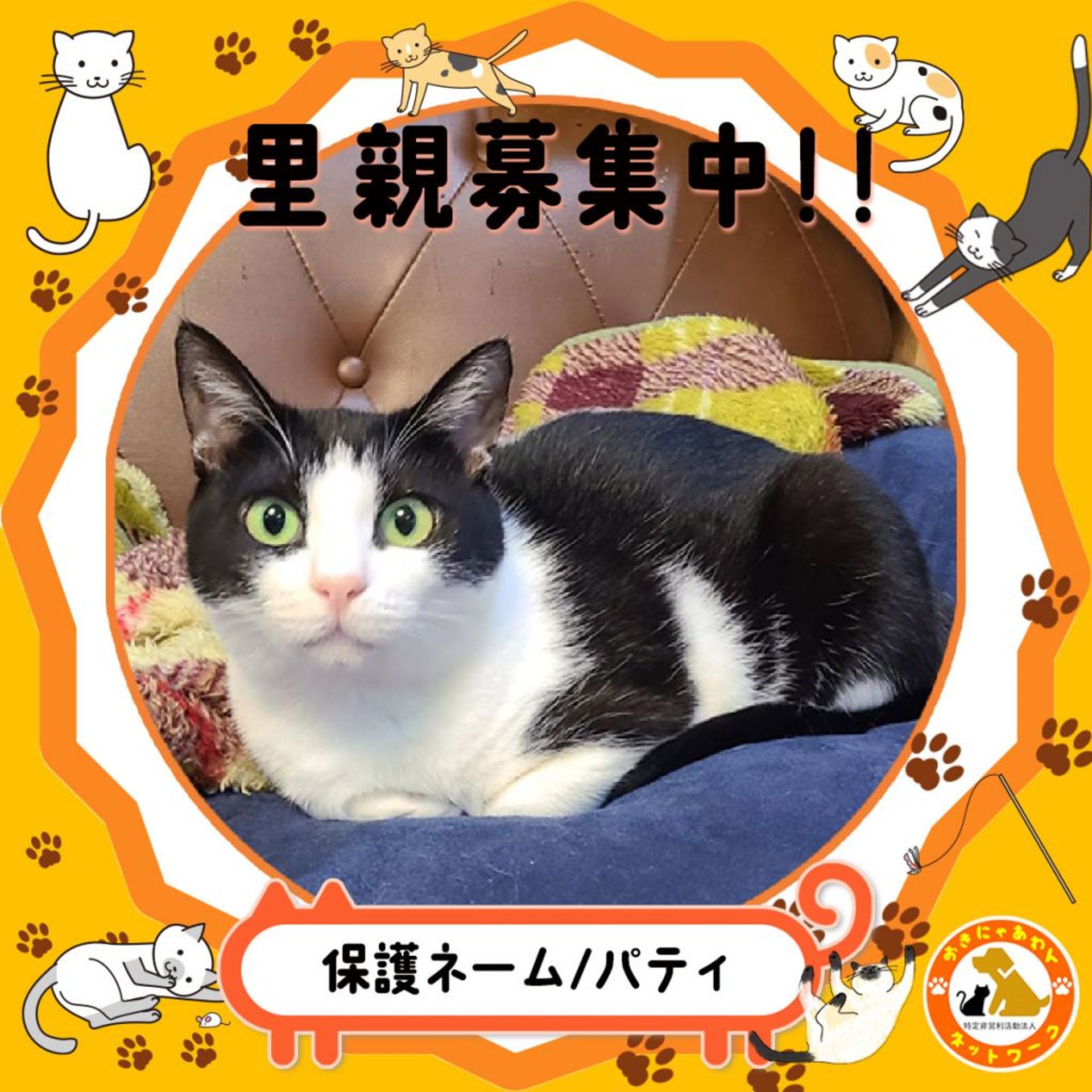 雑種（ミックス猫）・メスの里親募集の写真