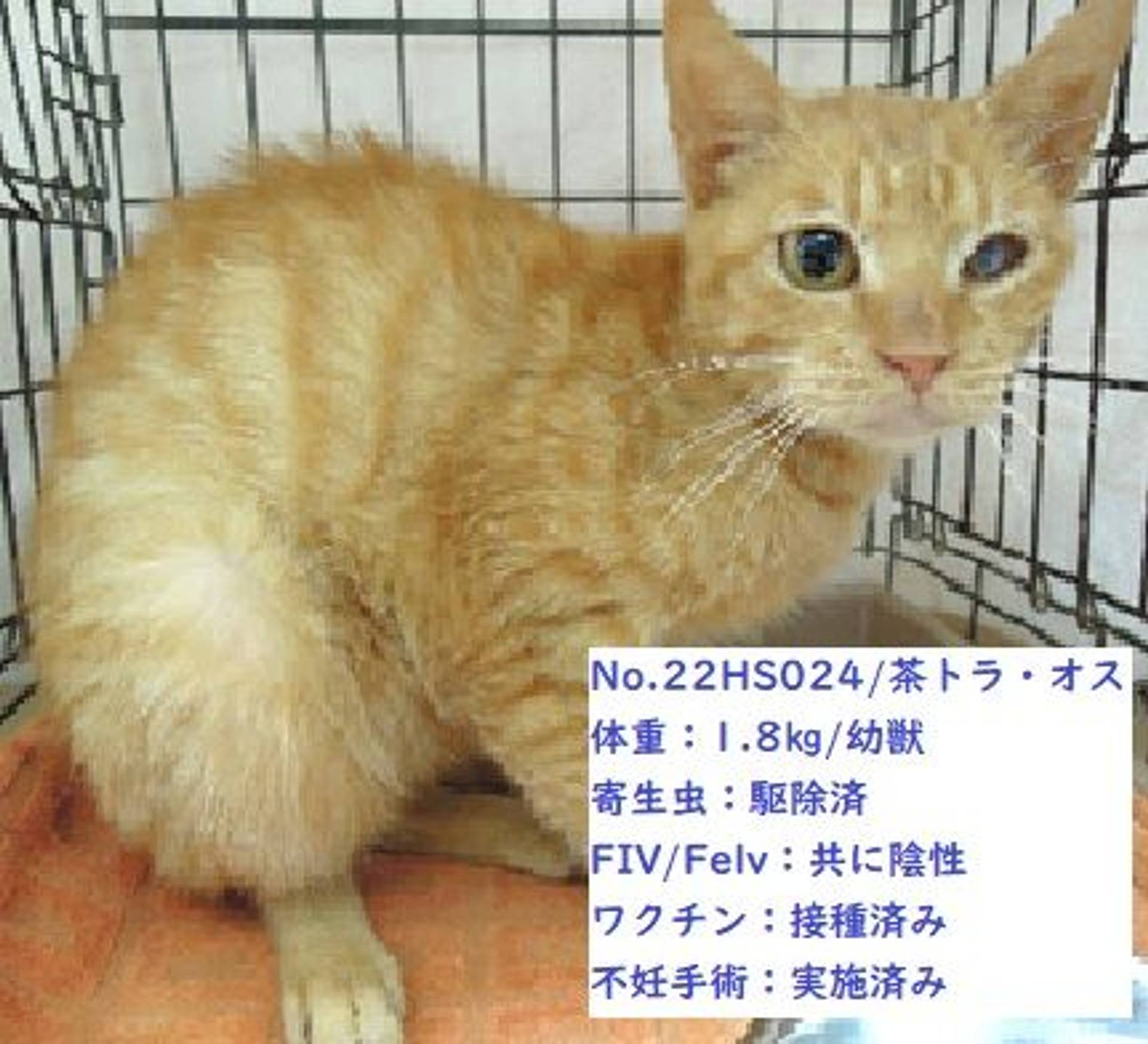 雑種（ミックス猫）・オスの里親募集の写真