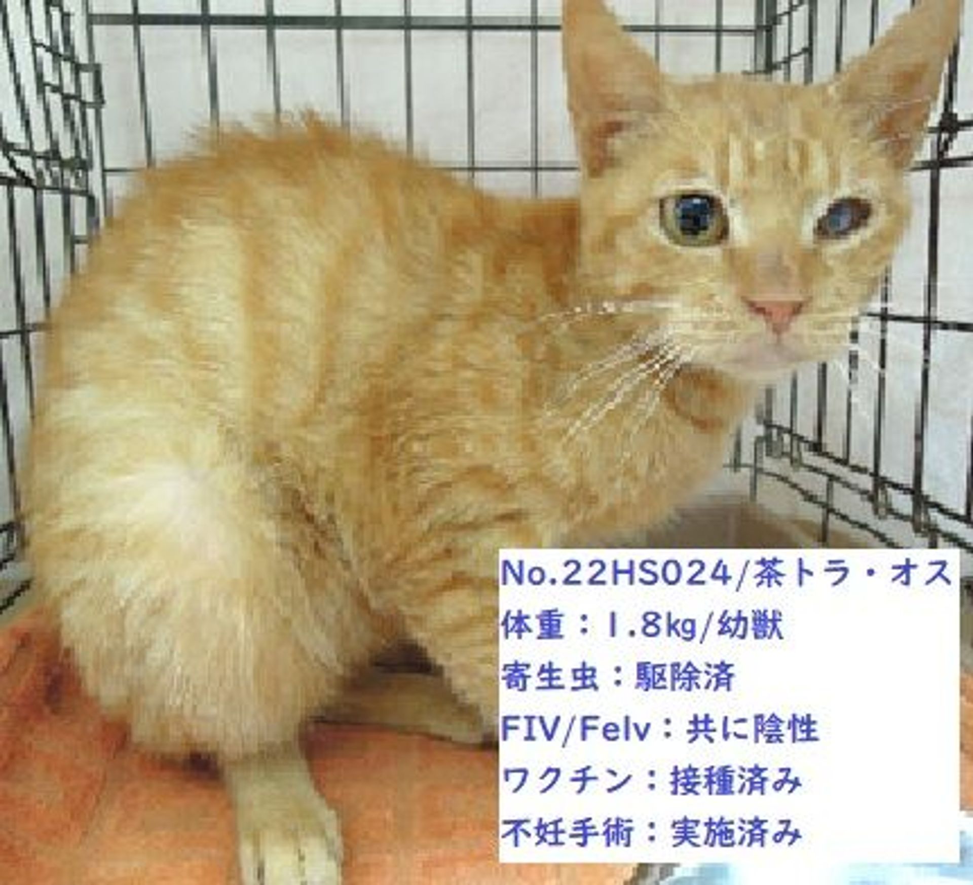 雑種（ミックス猫）・オスの里親募集の写真