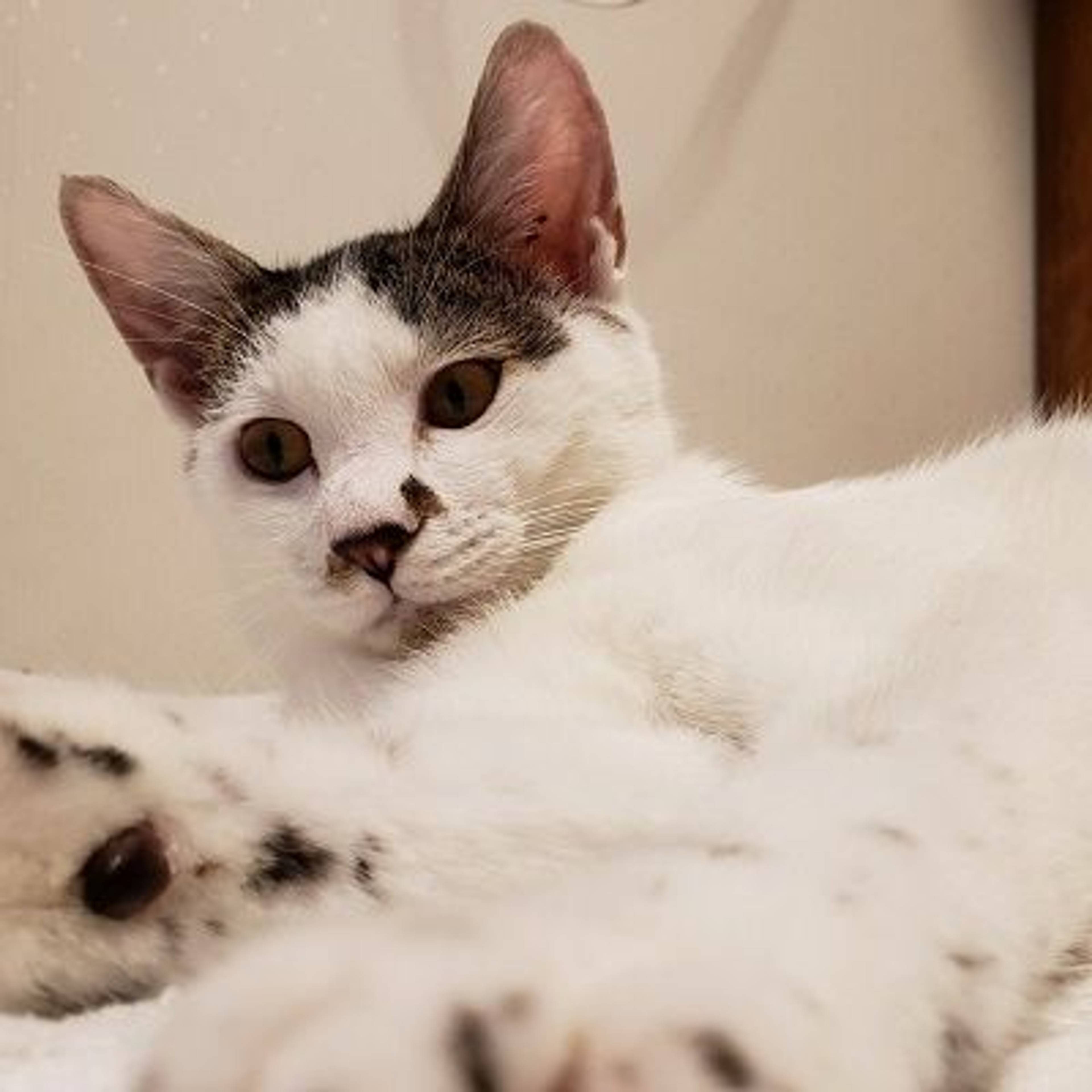 雑種（ミックス猫）・オスの里親募集の写真