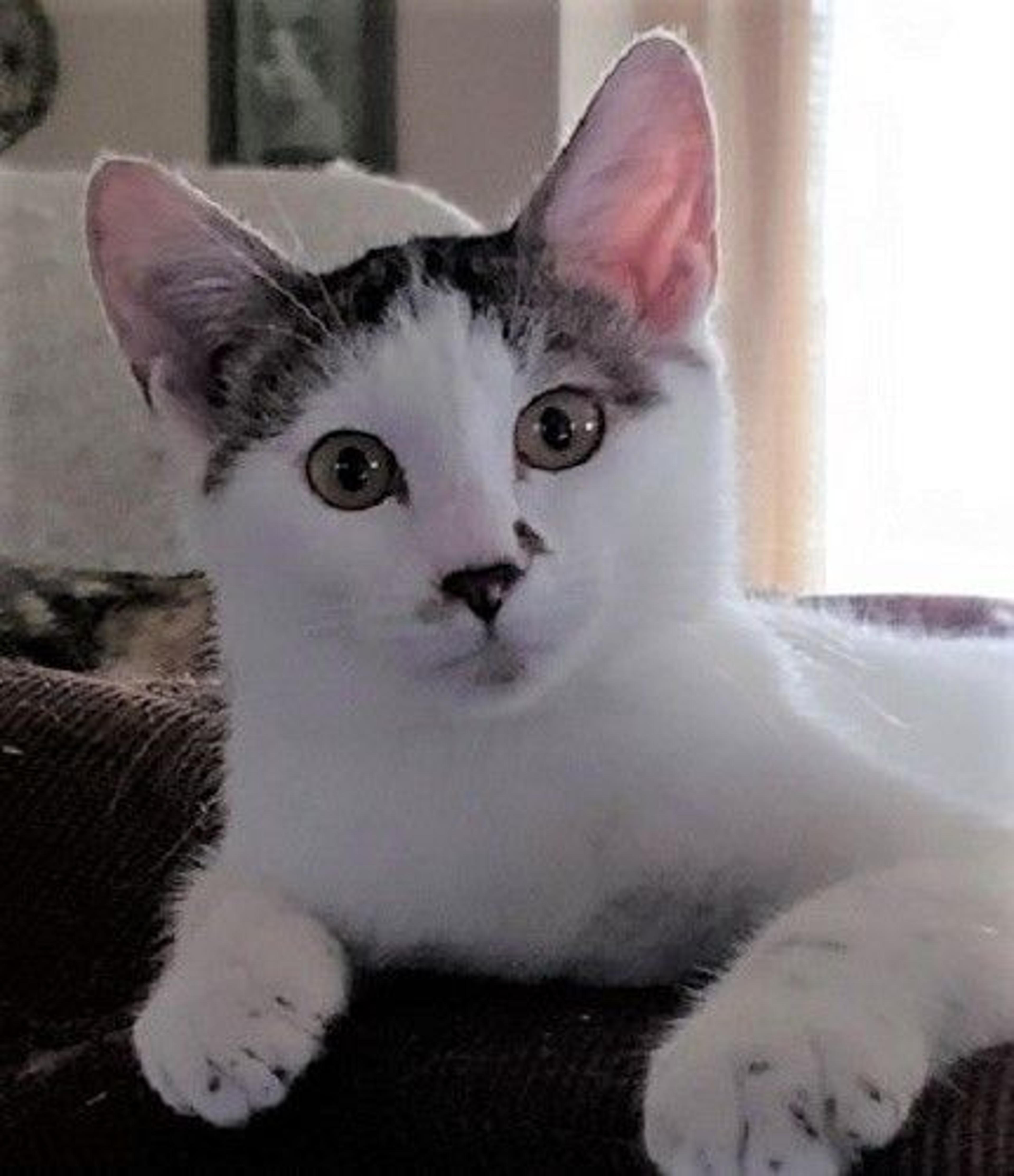 pet-image-3