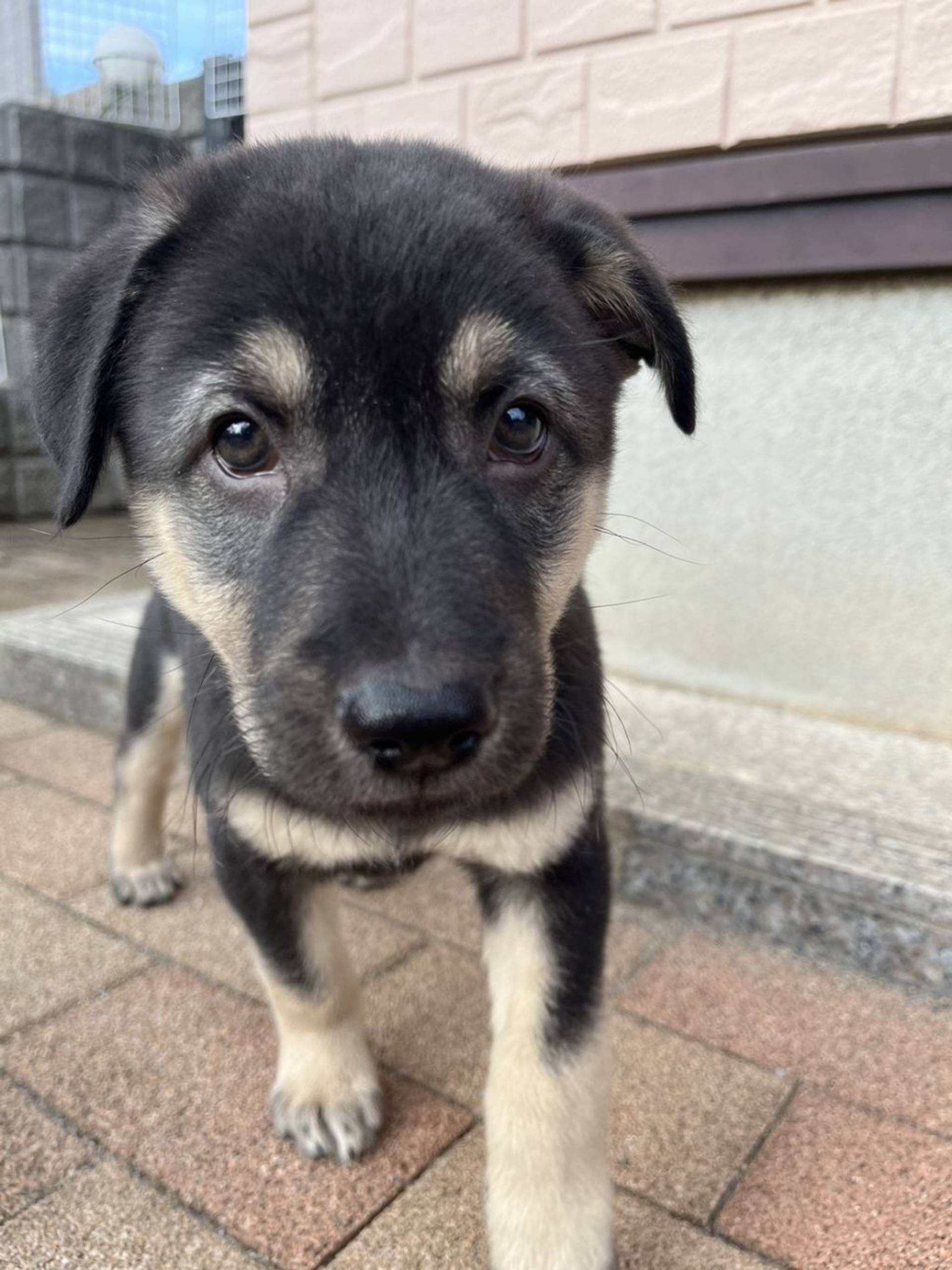 雑種（ミックス犬）・オスの里親募集の写真
