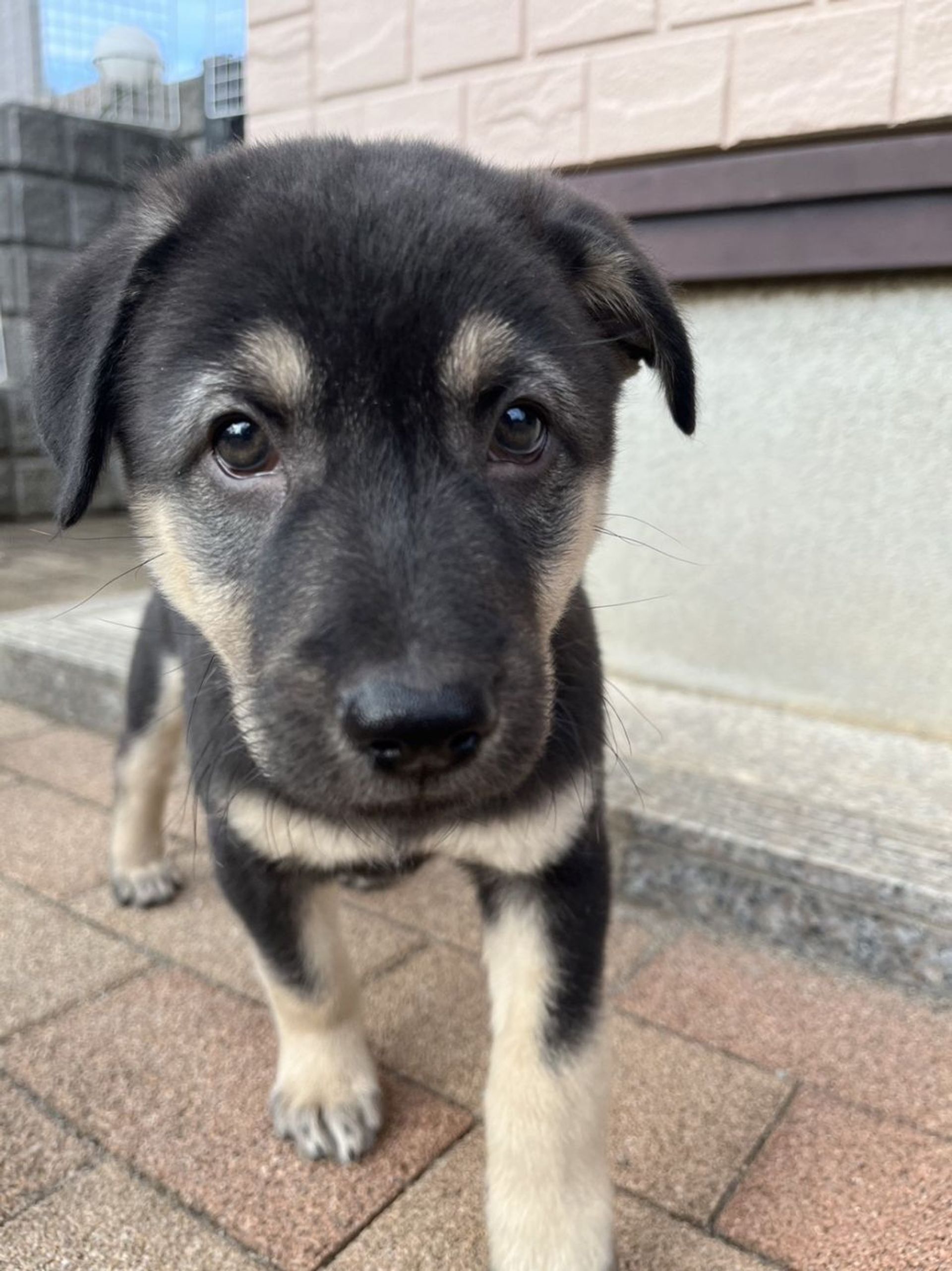 雑種（ミックス犬）・オスの里親募集の写真