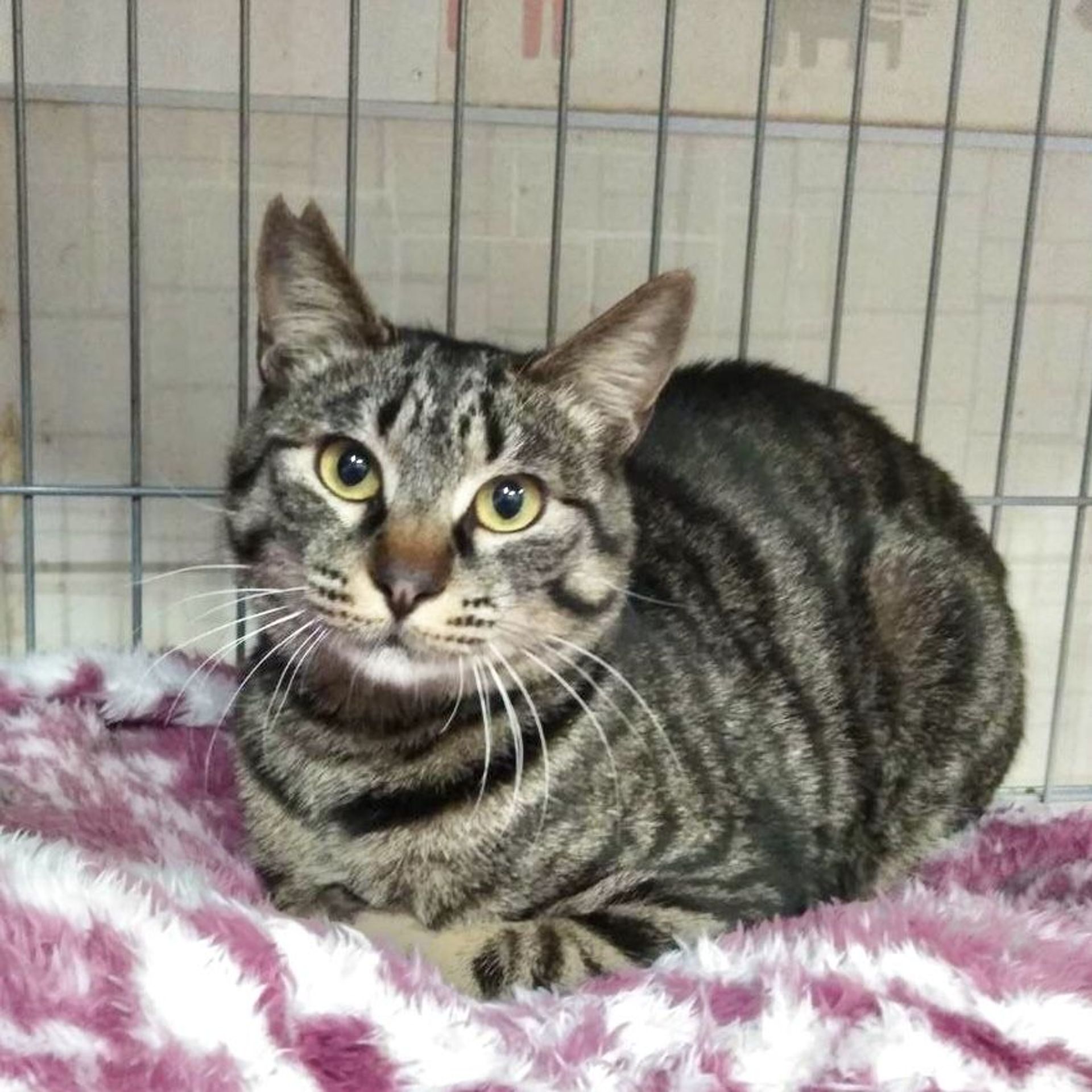 雑種（ミックス猫）・オスの里親募集の写真